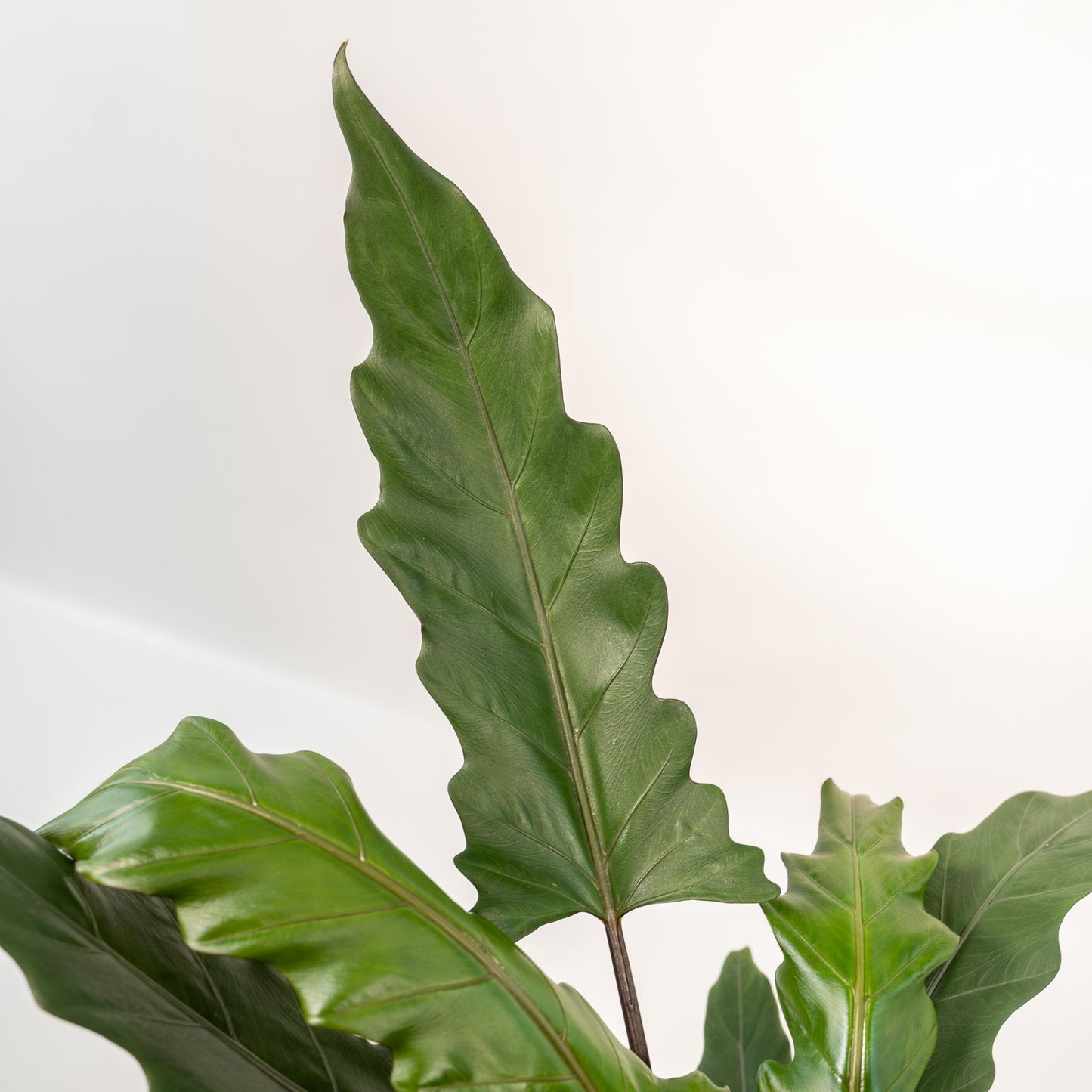 Alocasia Lauterbachiana – Elegantes Elefantenohr Ø19cm