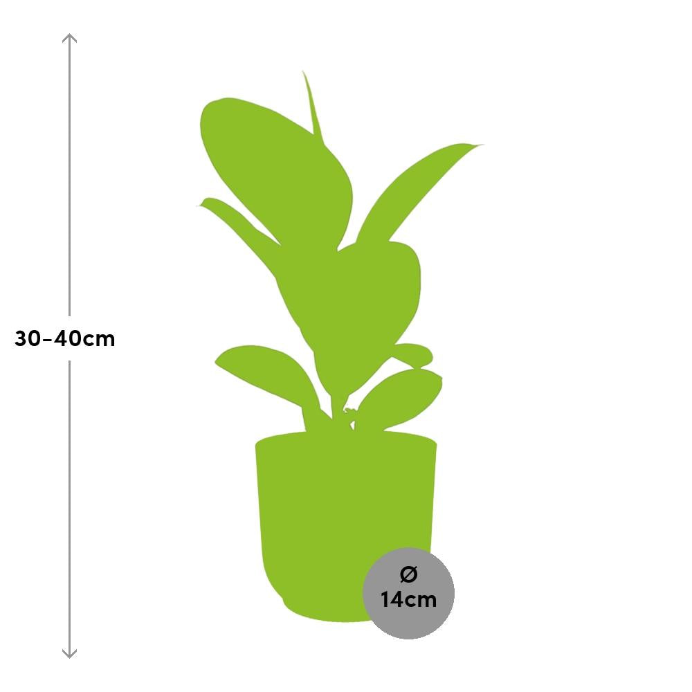 Ficus Elastica ‘Robusta’ – Pflegeleichte Zimmerpflanze im ELHO Vibes Fold 14cm Gelb