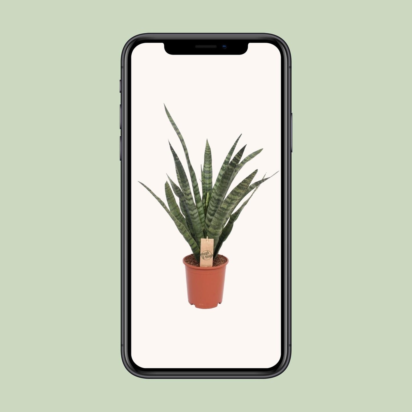 Sansevieria Diamond Green – pflegeleichte Schwiegermutterzunge Ø19cm