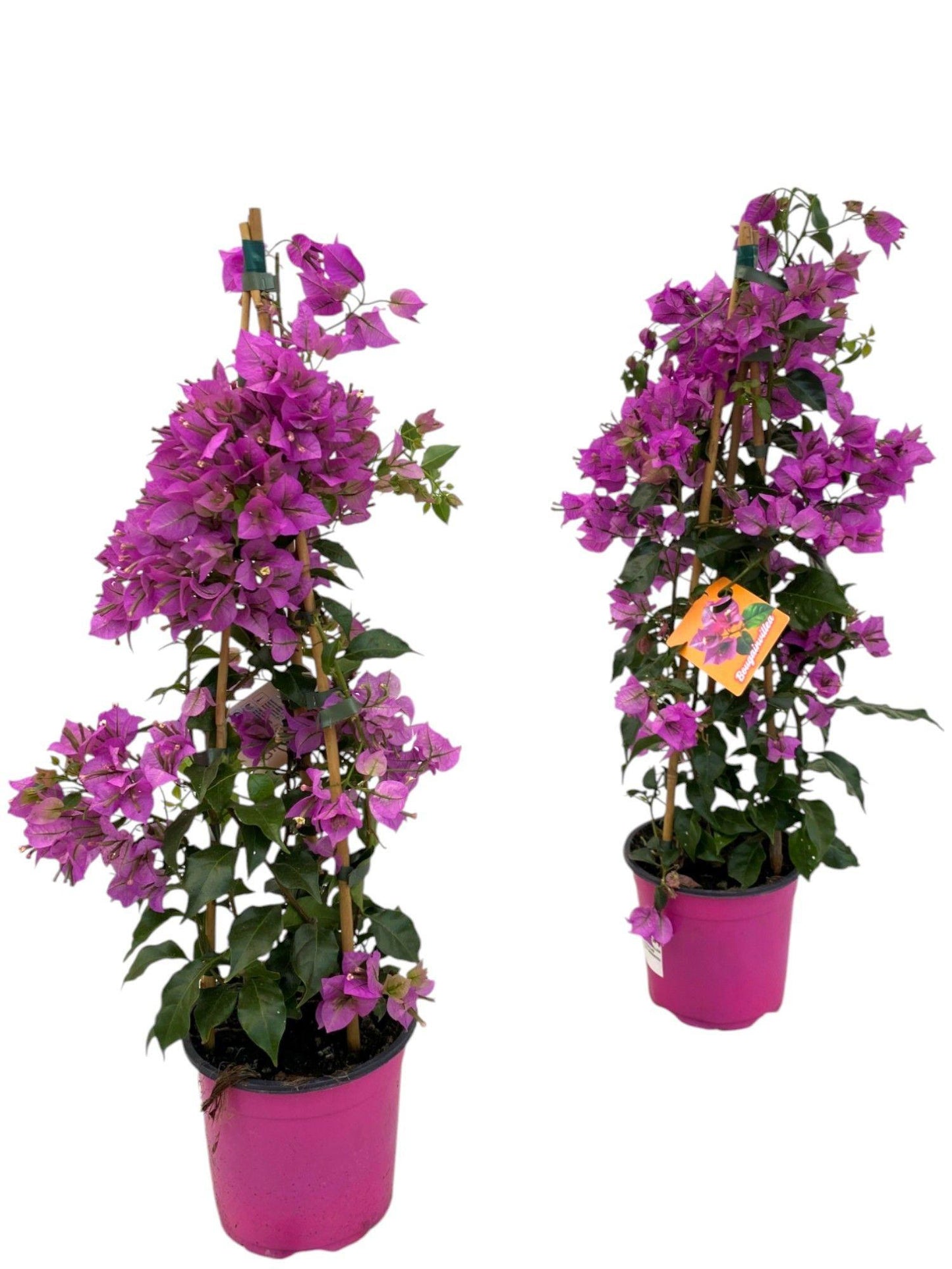 Bougainvillea Sanderiana Piramide – Kletterpflanze Ø17cm, 70cm hoch