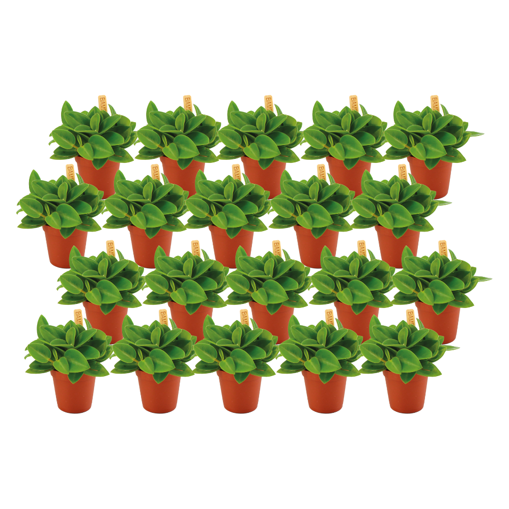 Peperomia Pixi Set – 20 pflegeleichte Mini-Pflanzen Ø5,5cm