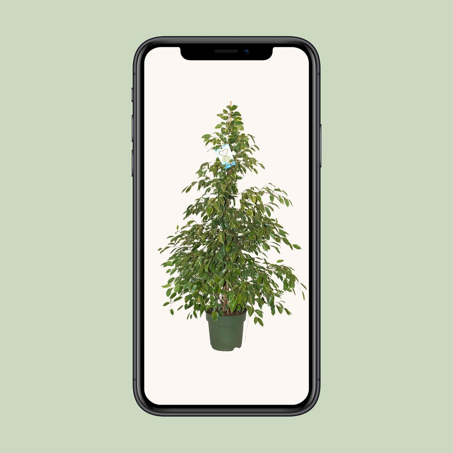 Ficus Benjamina Golden King – Pflegeleichter Blattschmuck Ø27cm