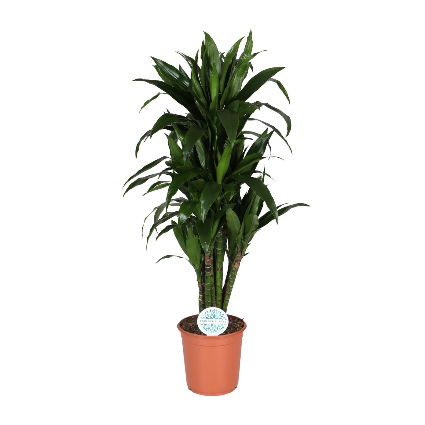 Dracaena Deremensis Janet Lind – Pflegeleichter Drachenbaum Ø27cm