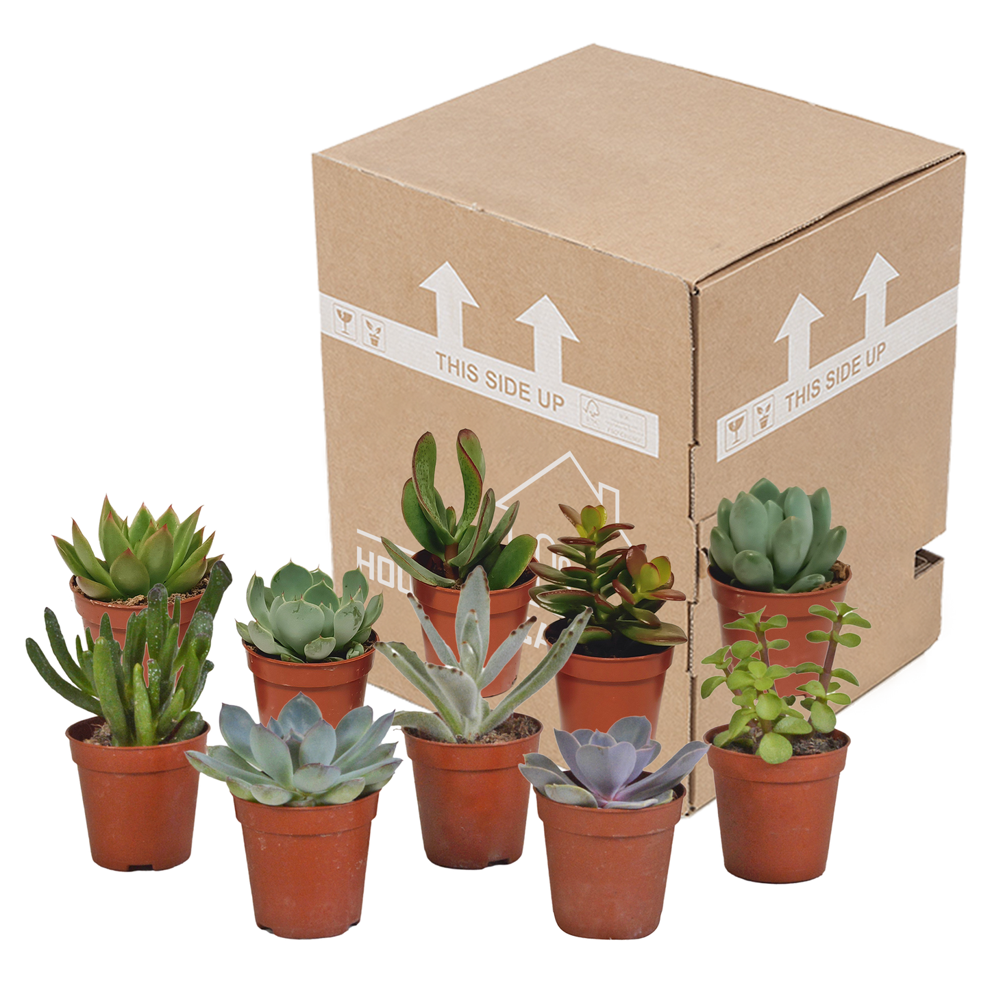 Vetplanten-Mischung 5,5 cm - 10er Set ohne Topf