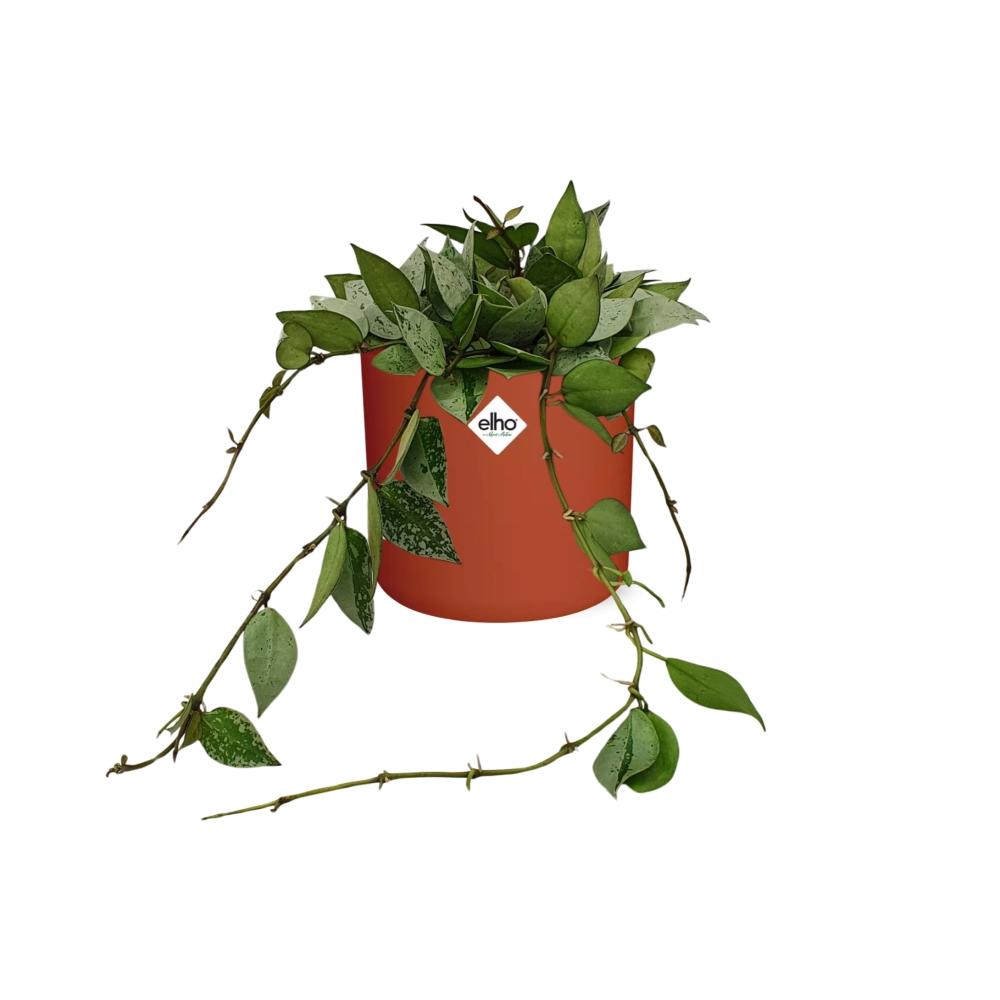 Hoya Krohniana Eskimo – Pflegeleichte Wachsblume im ELHO b.for soft Rond 14cm Brique