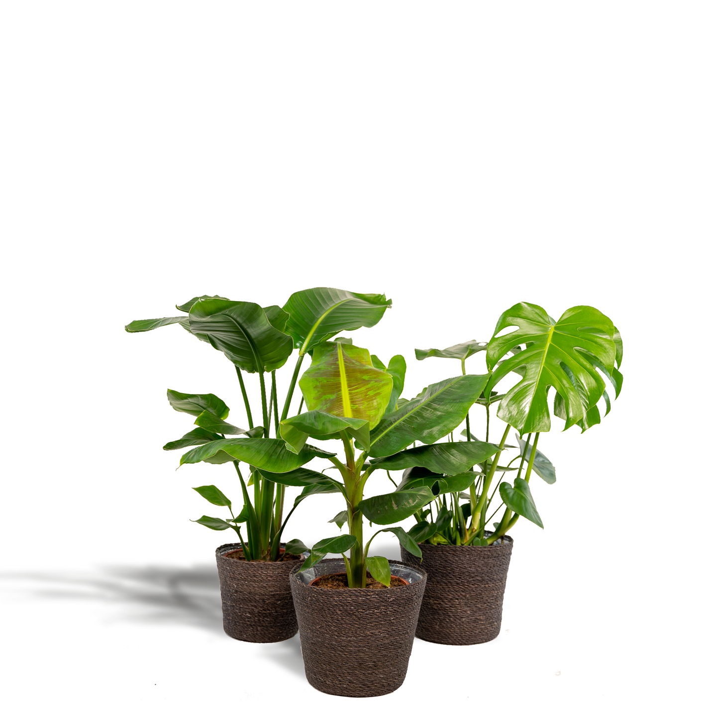 Exklusives Zimmerpflanzen-Set mit Monstera, Banane & Strelitzia im Korb