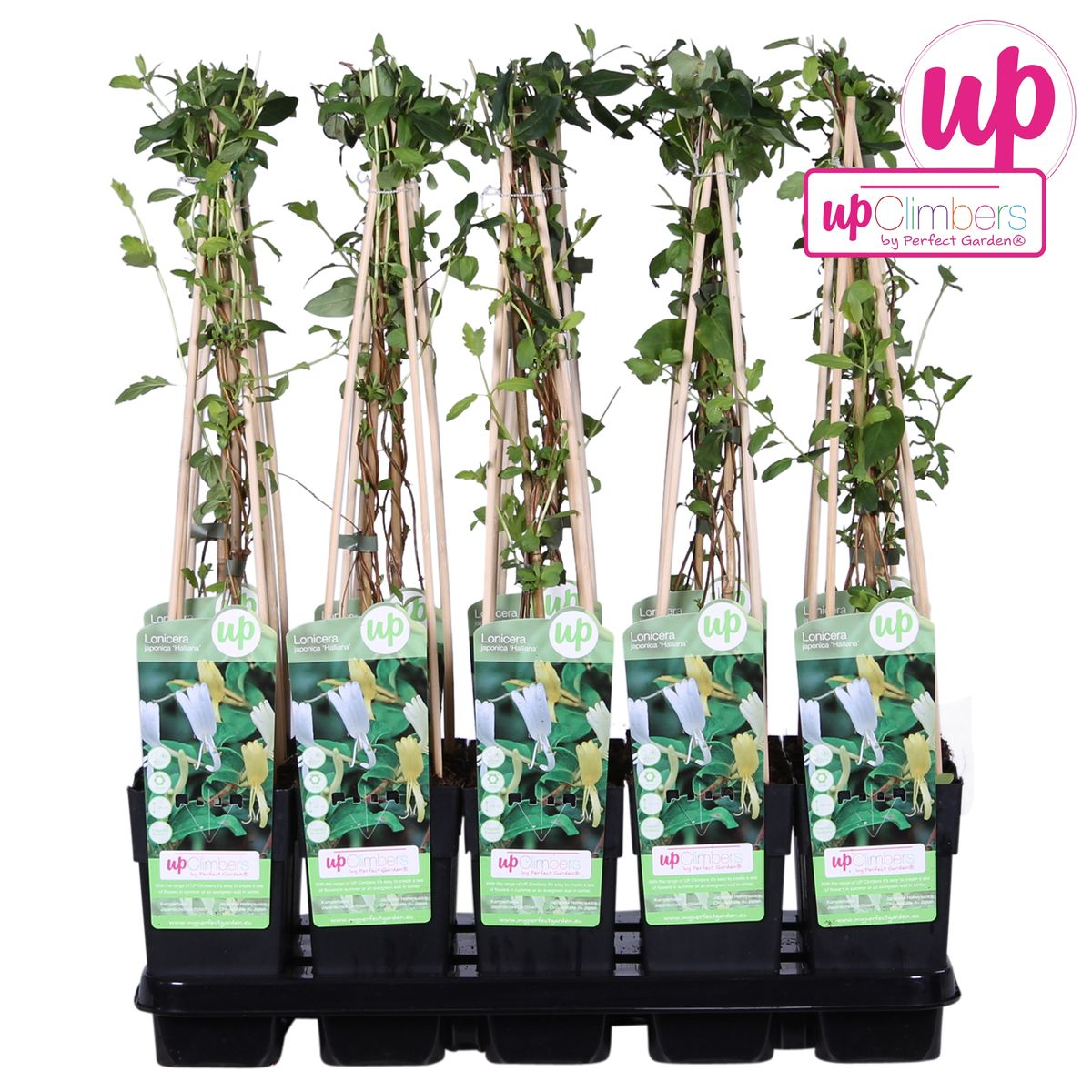 Lonicera japonica 'Halliana' – Weißes Geißblatt Ø15cm