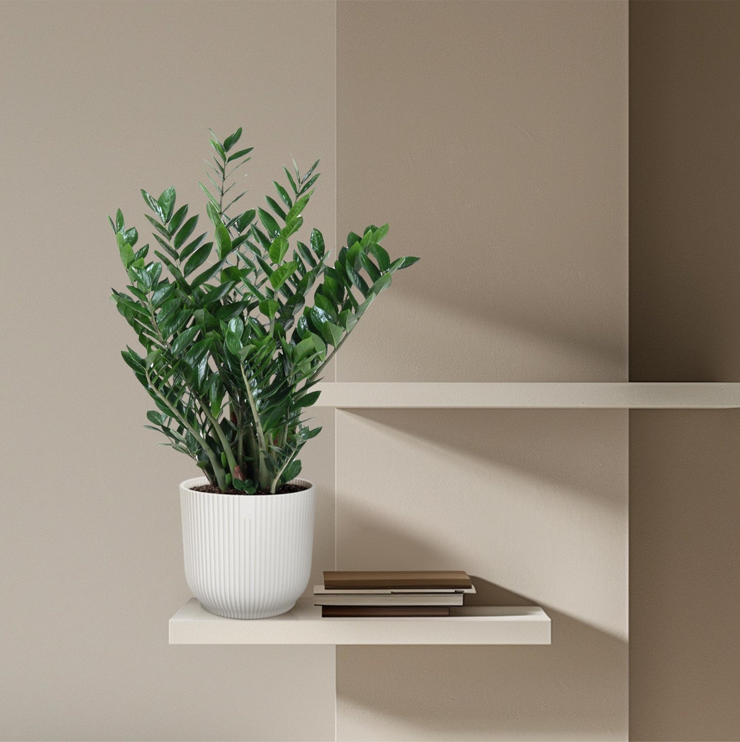 Zamioculcas Zamiifolia – Pflegeleichte XXL-Sukkulente Ø27 cm