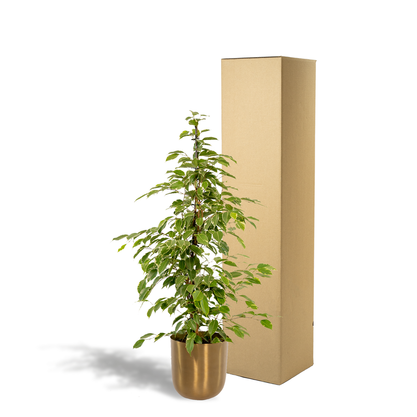 Ficus benjamina Goldenking – Pflegeleichter Blickfang Ø21cm