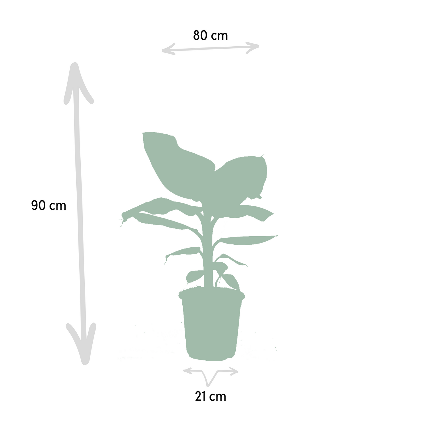 Monstera Deliciosa & Musa Dwarf Cavendish Set Ø21cm