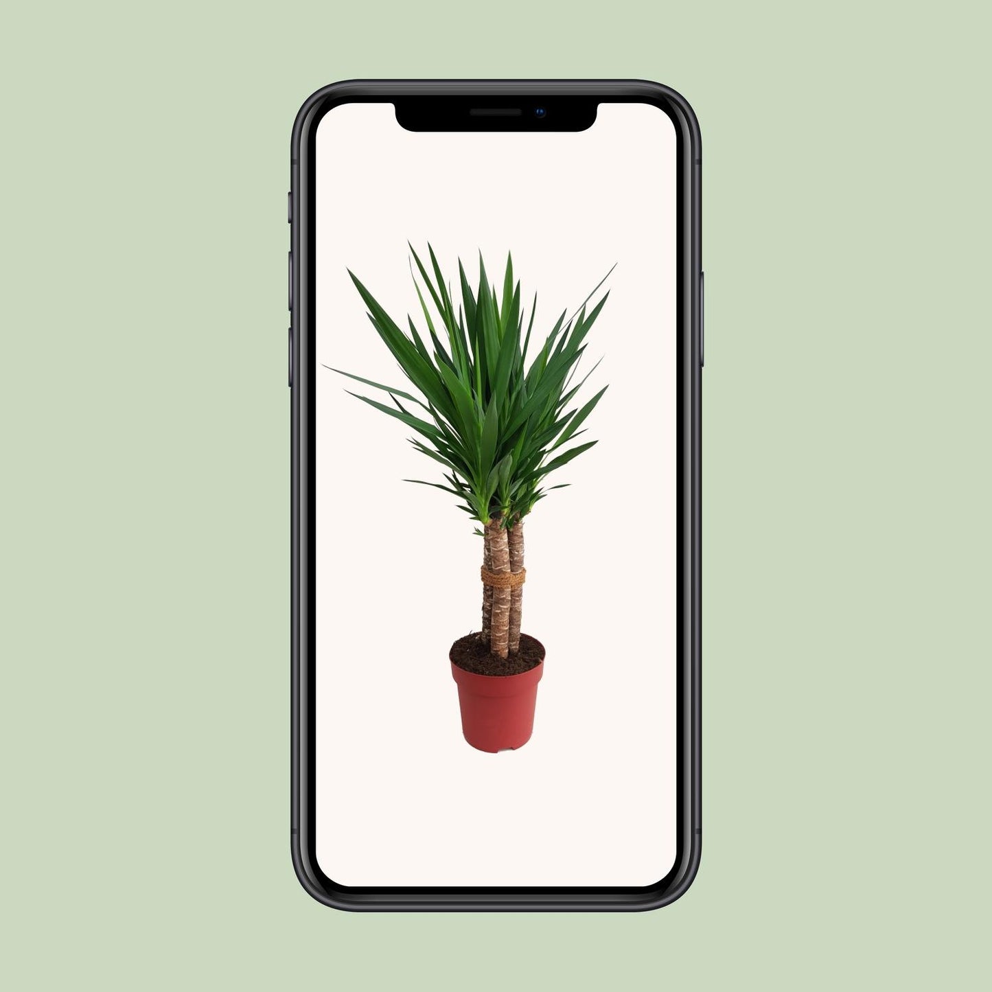 Yucca elephantipes 'Tres Cañas' – Elegante XXL Zimmerpflanze