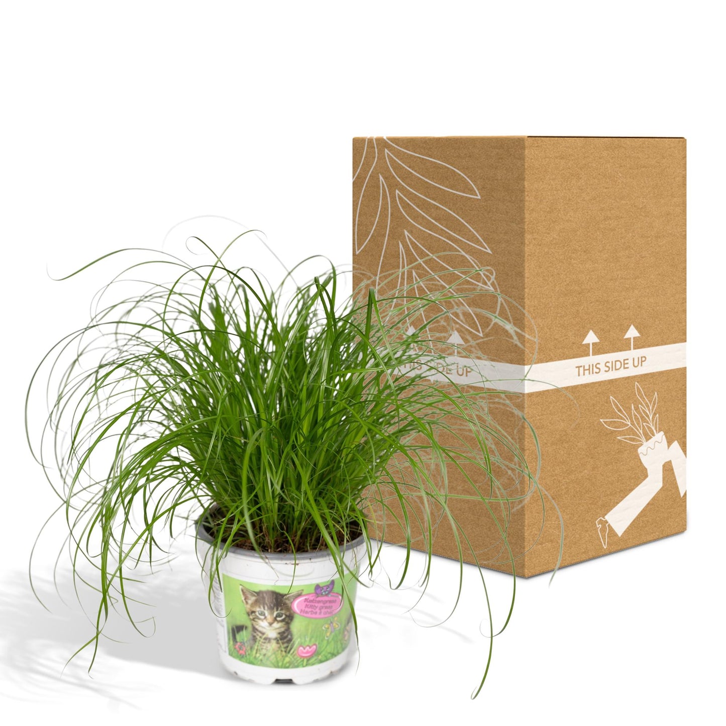 Cyperus Alternifolius – Katzengras Ø12cm, Höhe 20cm