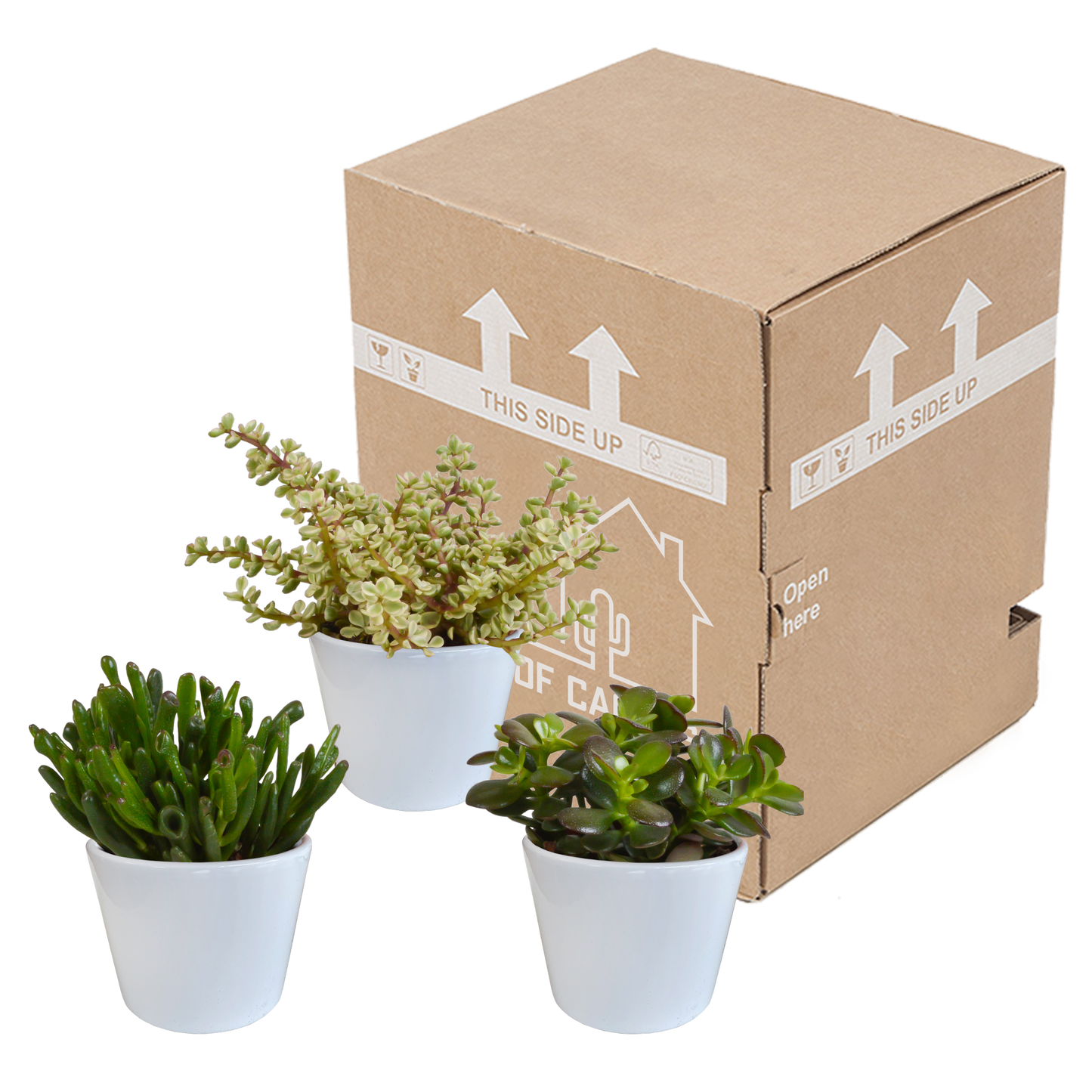 Crassula-Mischung 3er Set in weißem Topf 10,5 cm