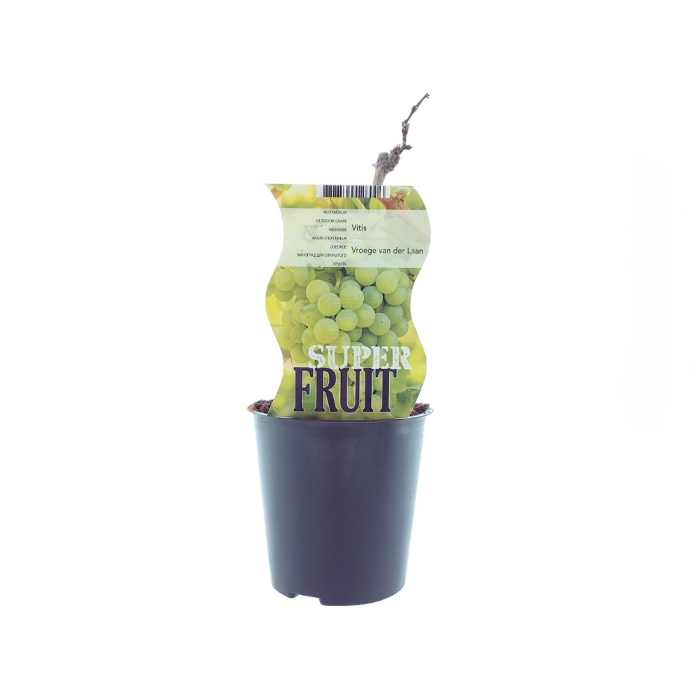 Vitis Vroege Van Der Laan – Weiße Traube Ø12cm, 30cm Höhe