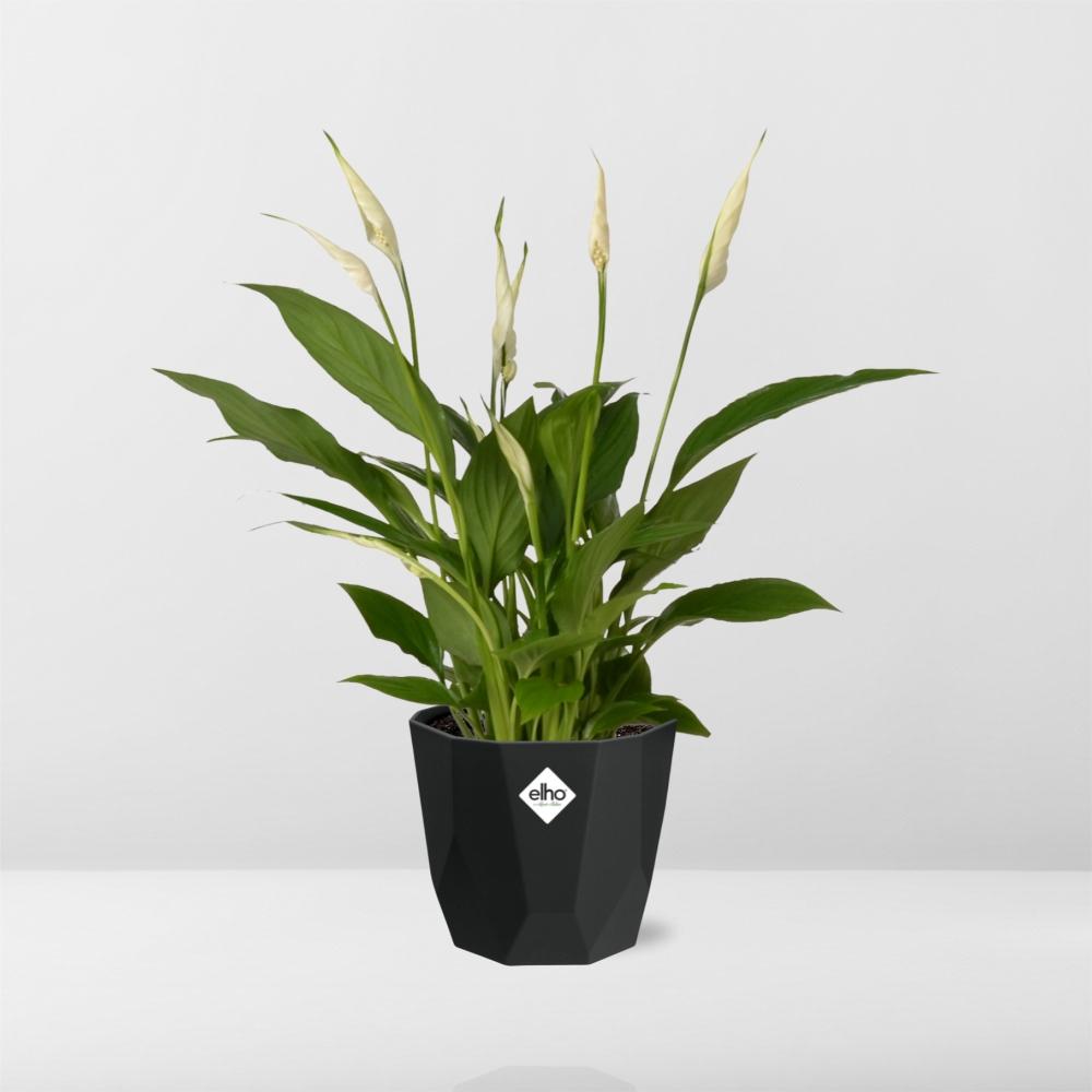 Friedenslilie Spathiphyllum 12 cm im schwarzen Torelli-Topf