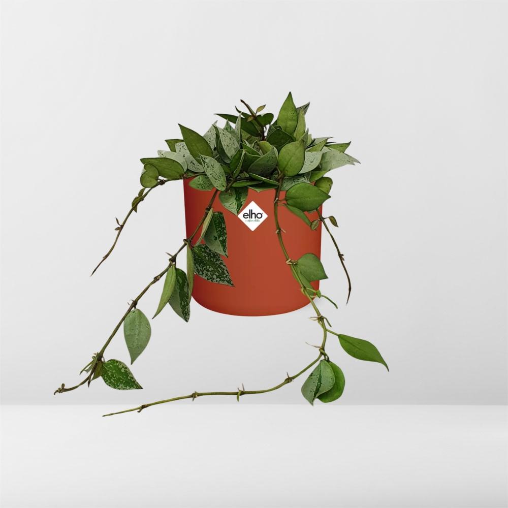 Hoya Krohniana Eskimo – Pflegeleichte Wachsblume im ELHO b.for soft Rond 14cm Brique