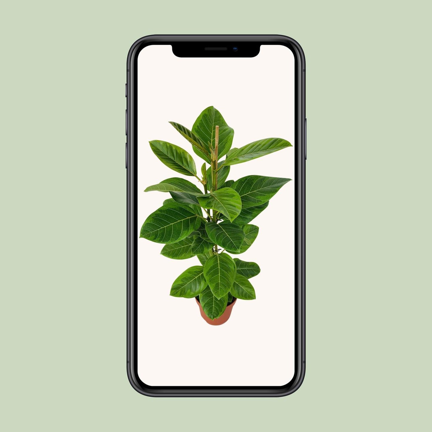 Ficus Altissima - Pflegeleichter Feigenbaum Ø21cm, 95cm hoch