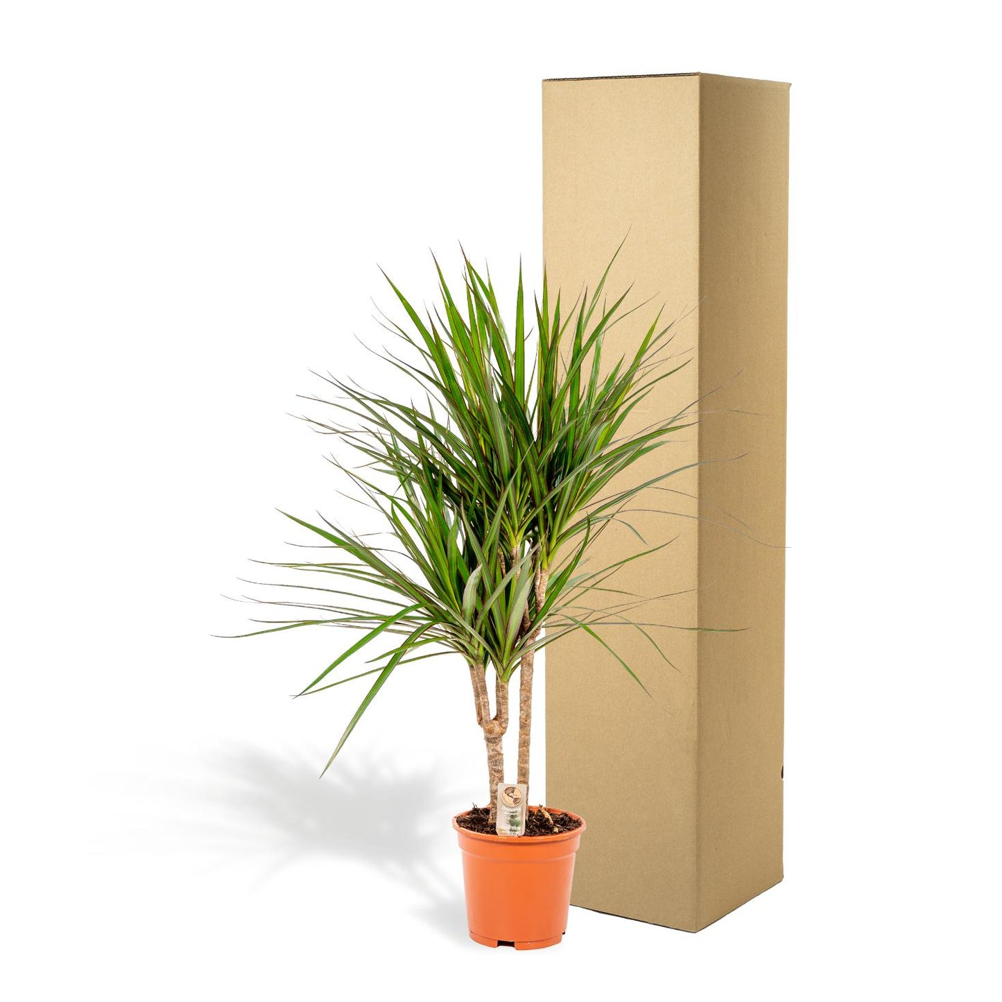 Dracaena Marginata – Pflegeleichter Drachenbaum Ø17cm, 90cm