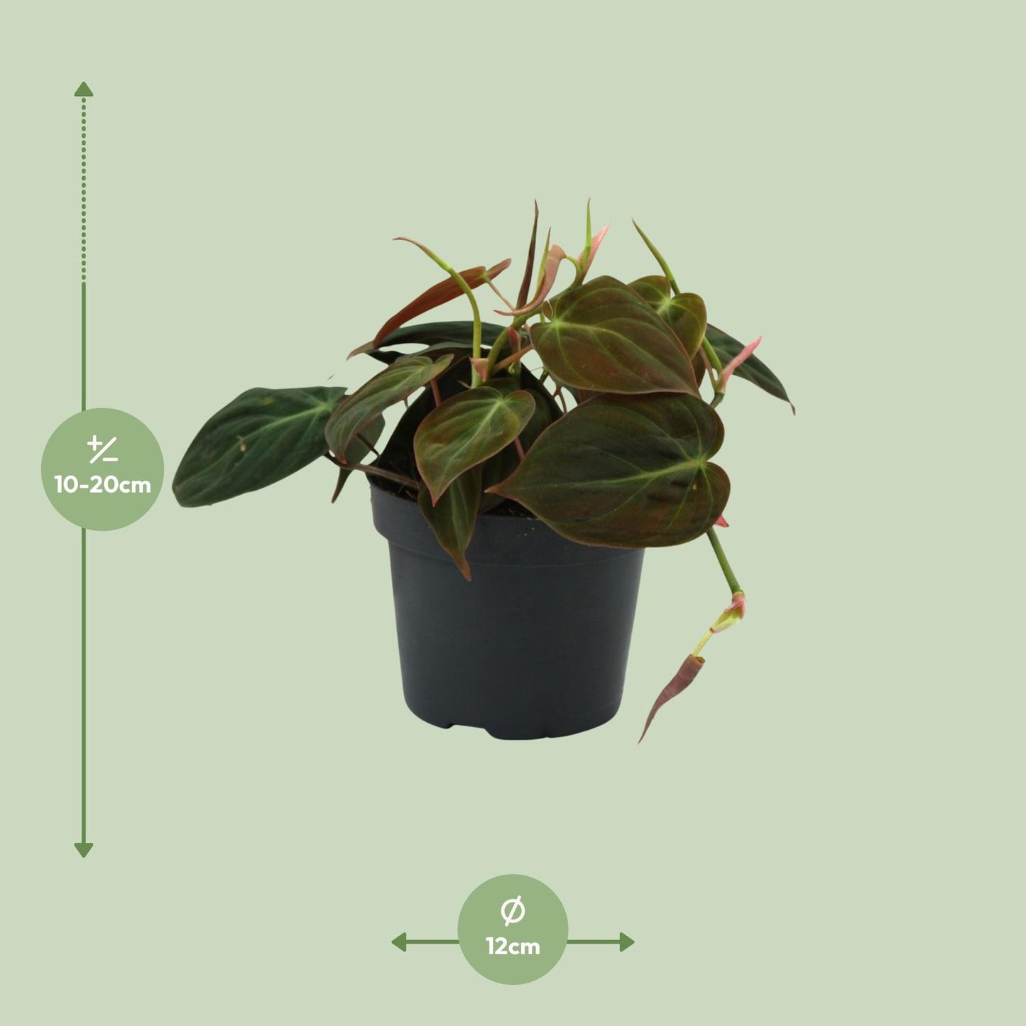 Philodendron Micans – Pflegeleichte & elegante Zimmerpflanze Ø12cm