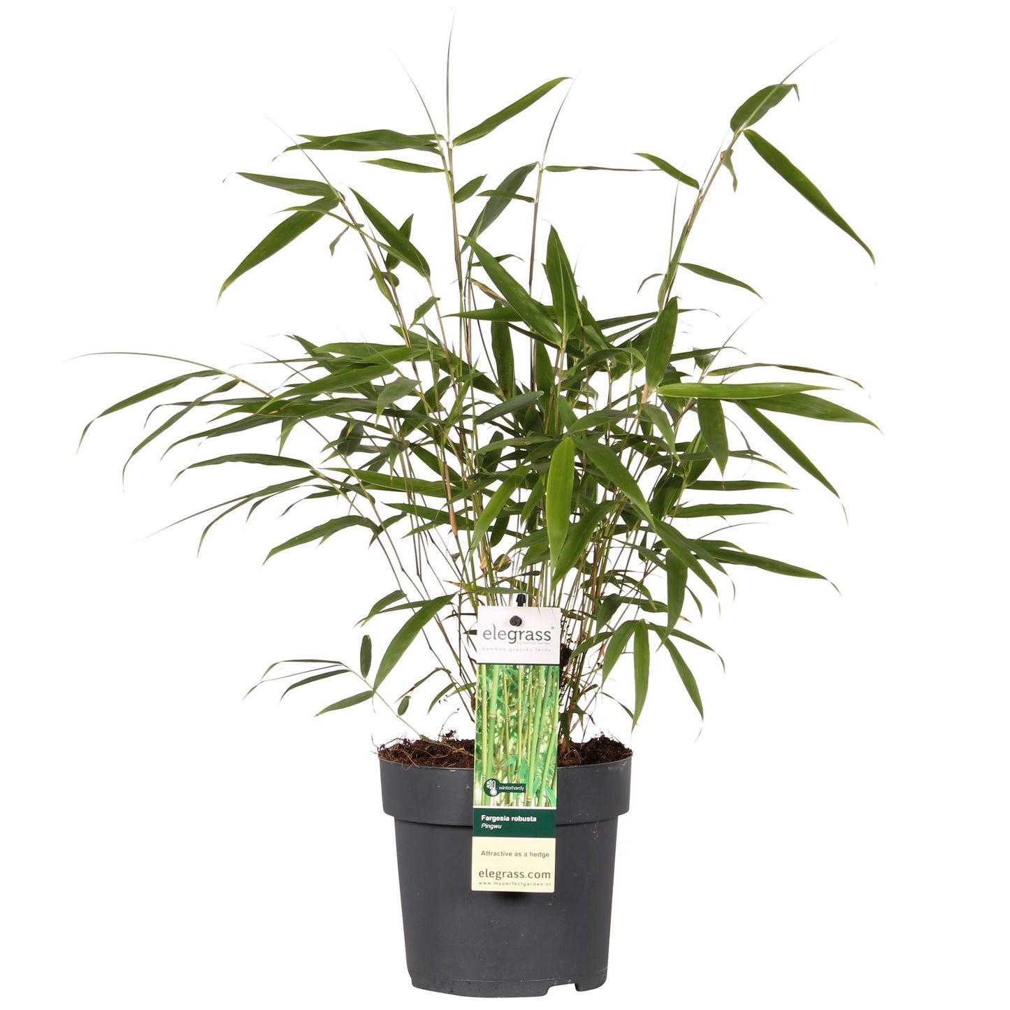 Fargesia robusta 'Pingwu' – Pflegeleichter Bambus Ø14cm, 40cm Höhe
