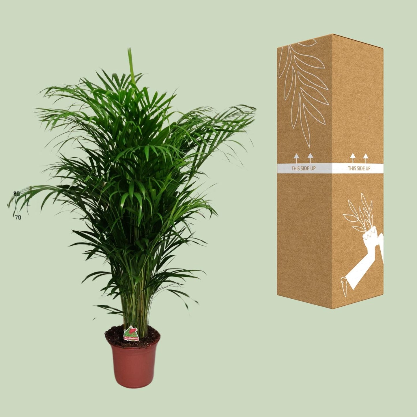 Dypsis Lutescens – Elegante Bergpalme Ø24cm, 125cm hoch