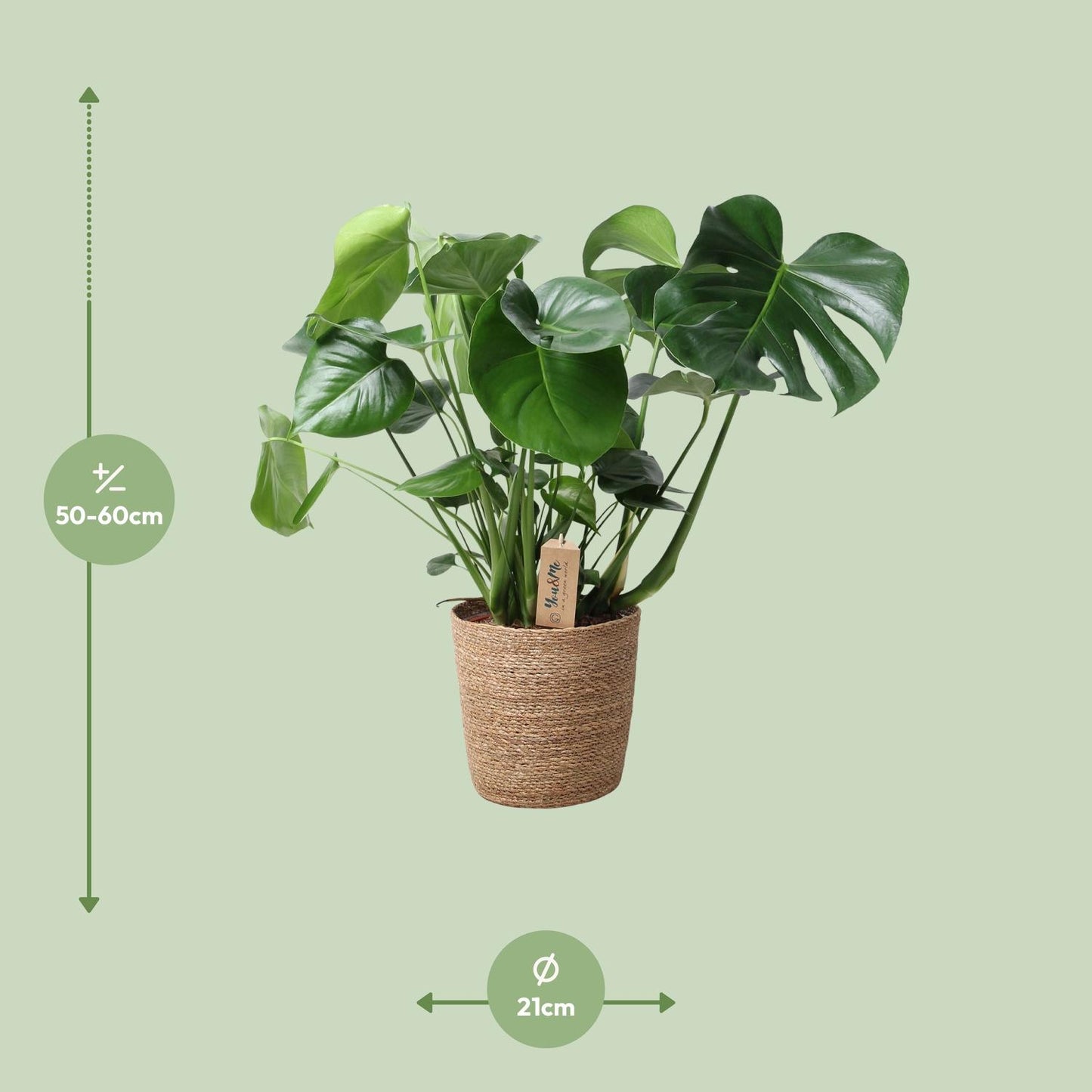 Monstera im Naturkorb – Ø21cm Topf, ca. 60cm hoch
