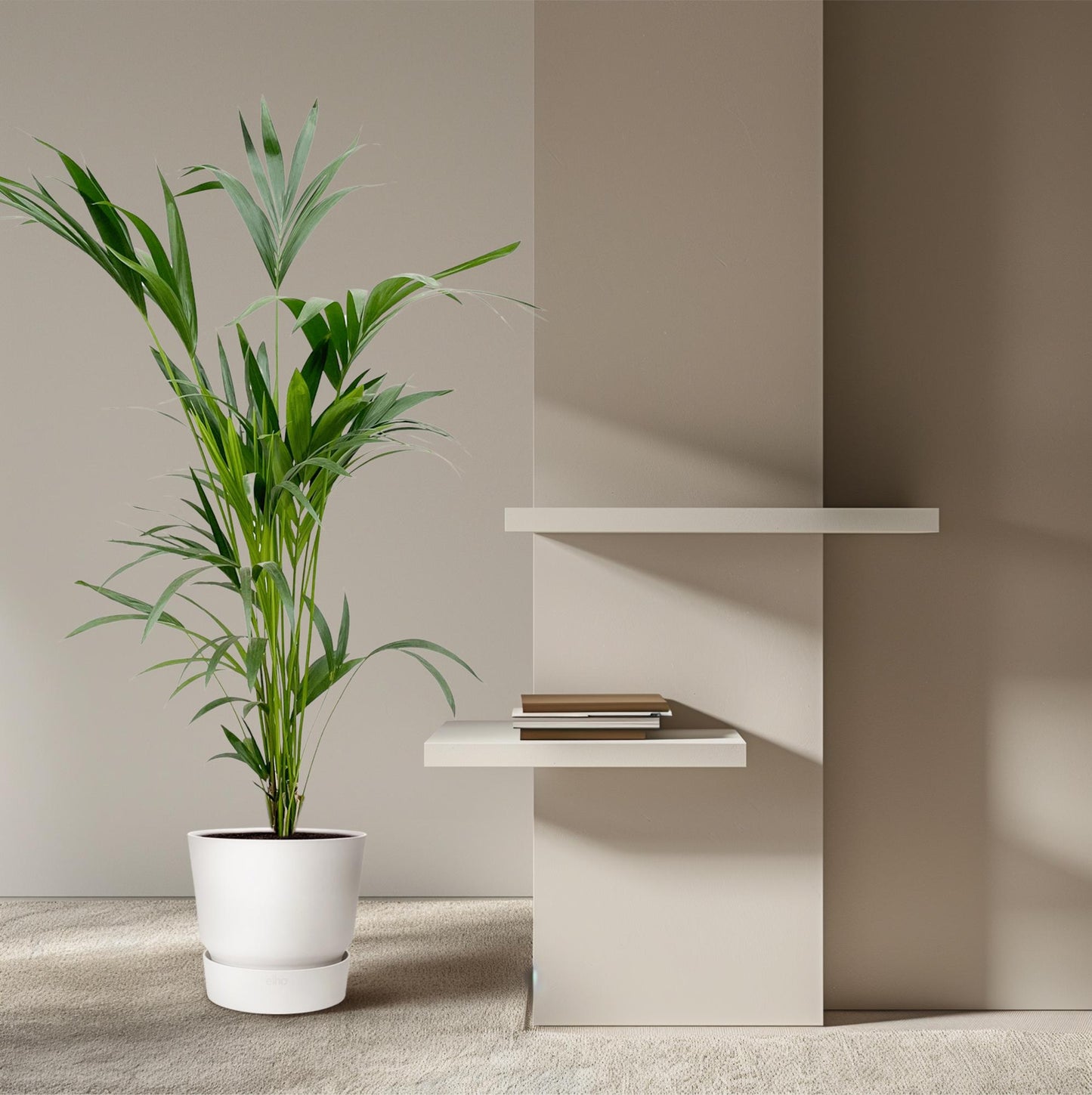 Kentia-Palme – 160 cm – Ø 24 cm Topf