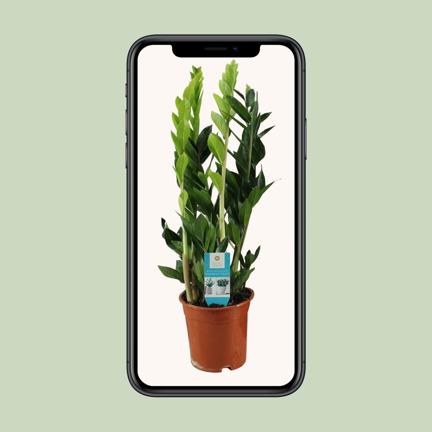 Zamioculcas Zamiifolia – Pflegeleichte ZZ-Pflanze Ø17cm, 65cm