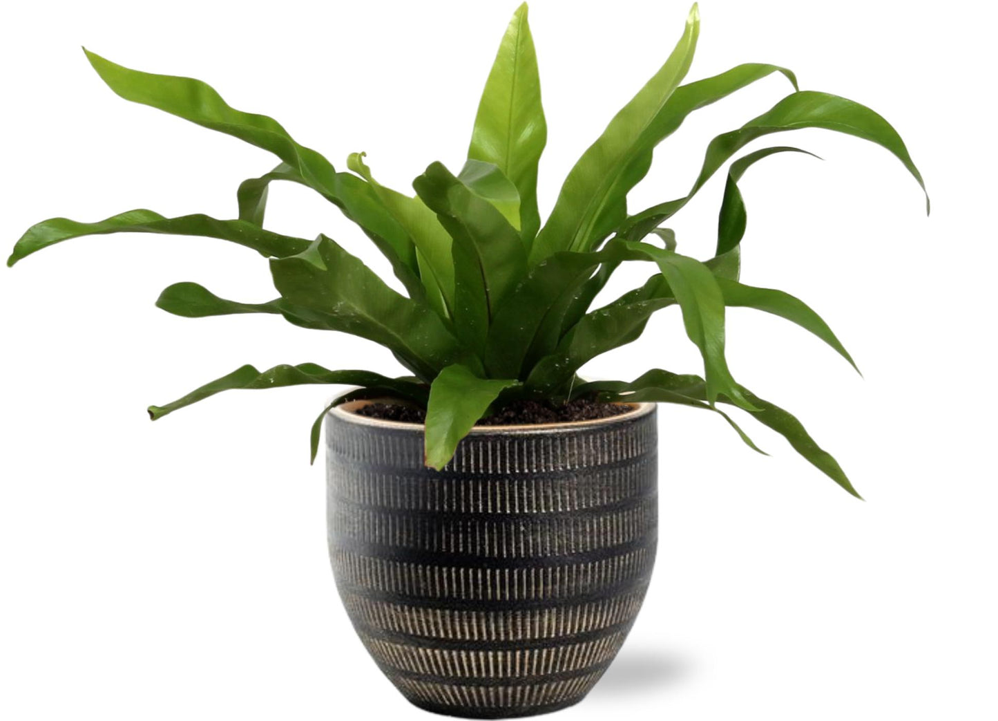 Asplenium Antiquum mit schwarzem Beau Pot Ø14cm