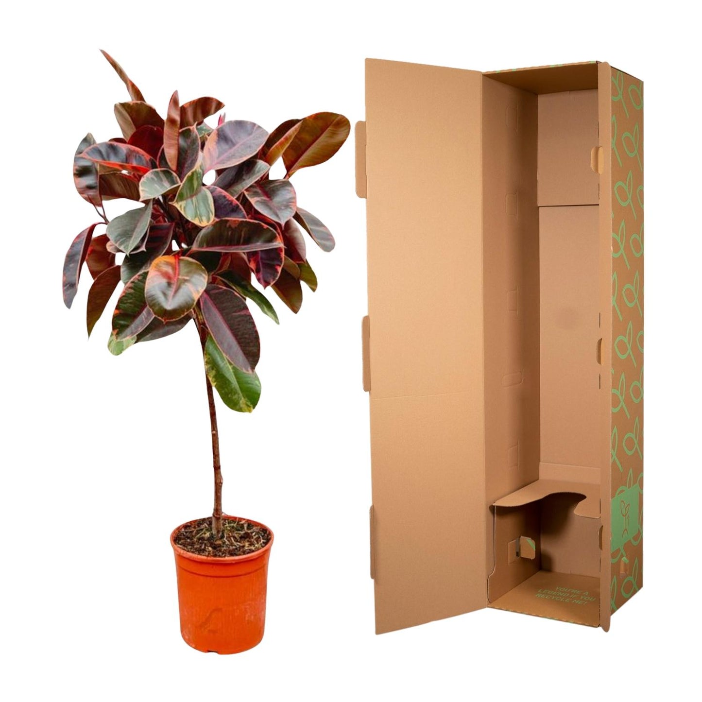 Ficus Elastica Belize op Stamm – 130 cm, Ø 24 cm