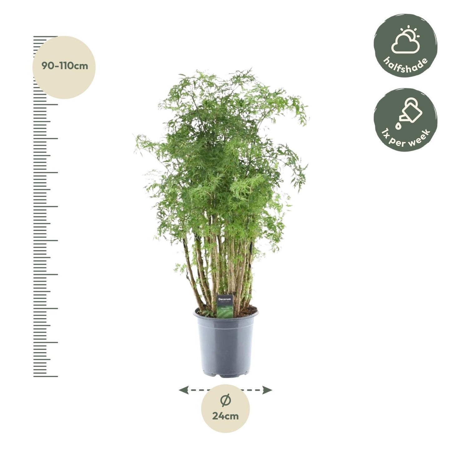 Polyscias Hawaiiana Ming – Pflegeleichter Blattschmuck 90 cm