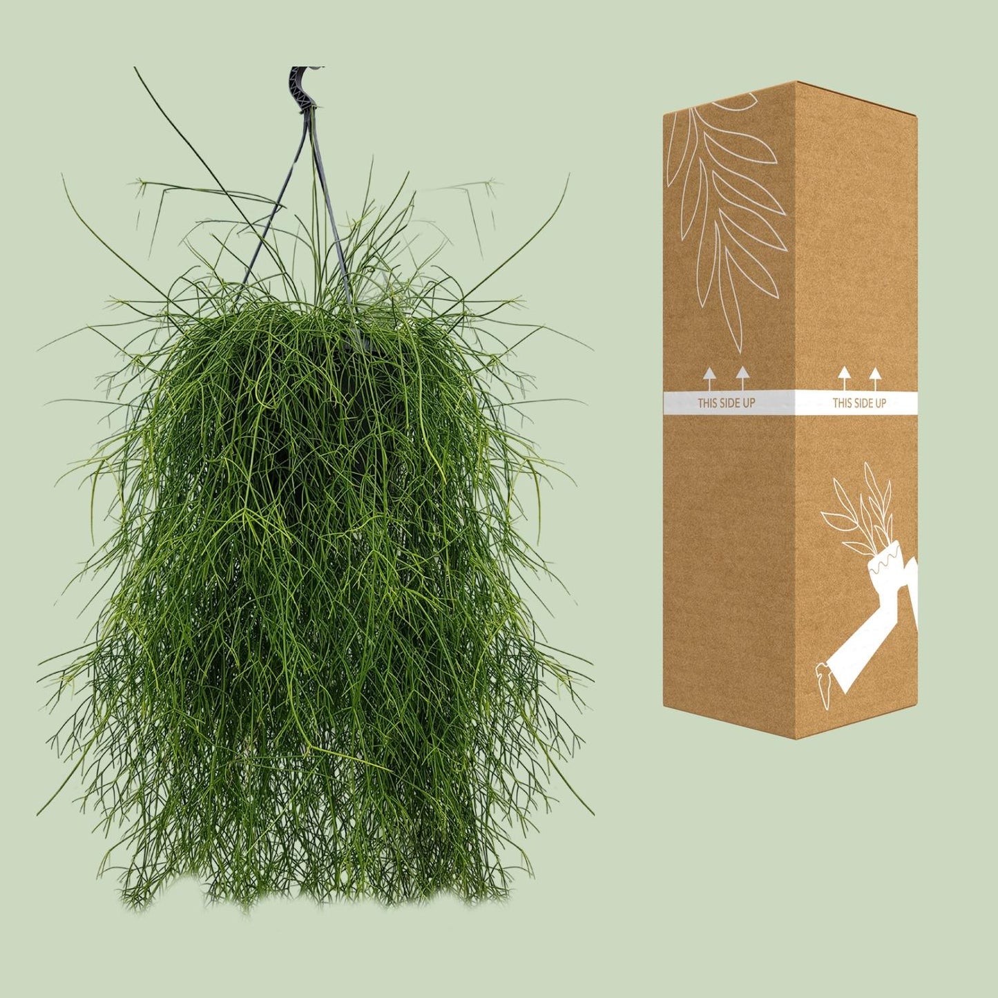 Rhipsalis Cassutha – Pflegeleichter Mistelkaktus Ø25cm