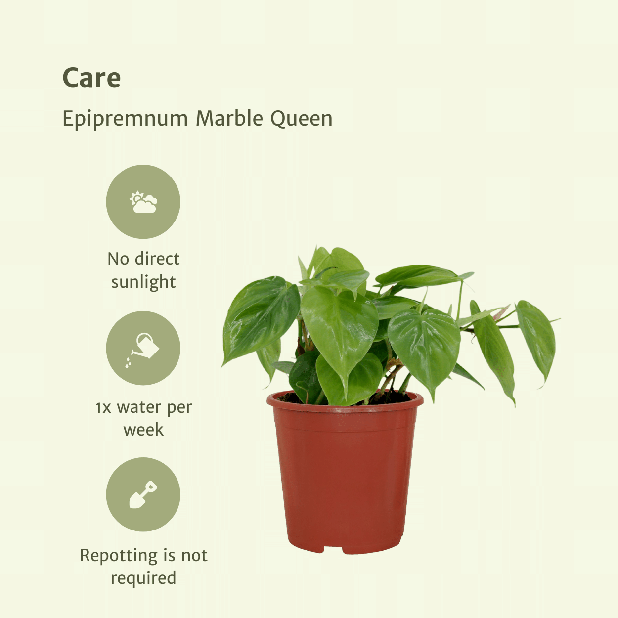 2x Philodendron Scandens – pflegeleichte Hängepflanzen Ø12 cm