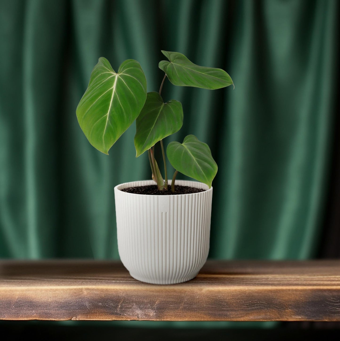 Philodendron Glorisoum – Pflegeleichte Zimmerpflanze Ø12cm