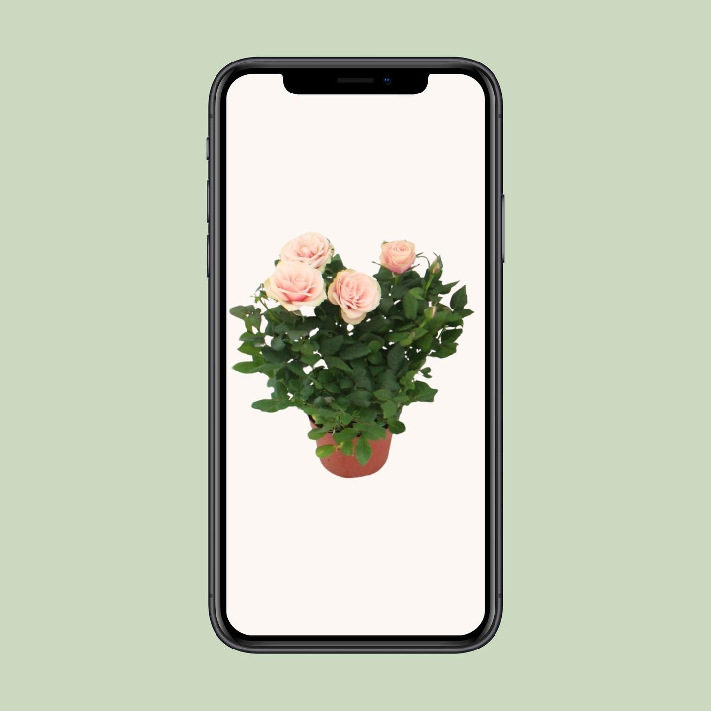 Rosa Light Pink Topfrose Ø12cm, 29cm hoch