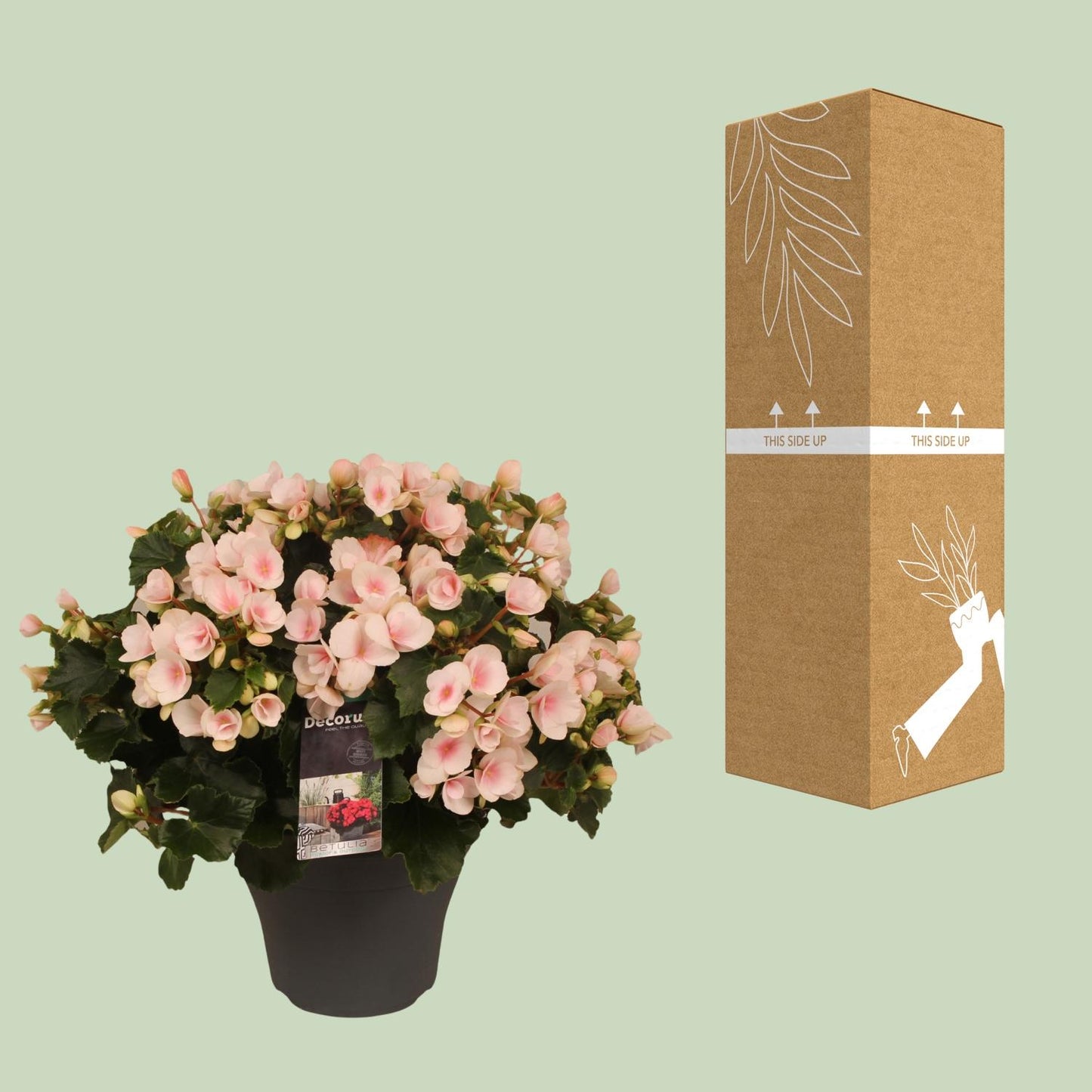 Begonie Betulia Light Ø19cm – Pflegeleicht & Dekorativ