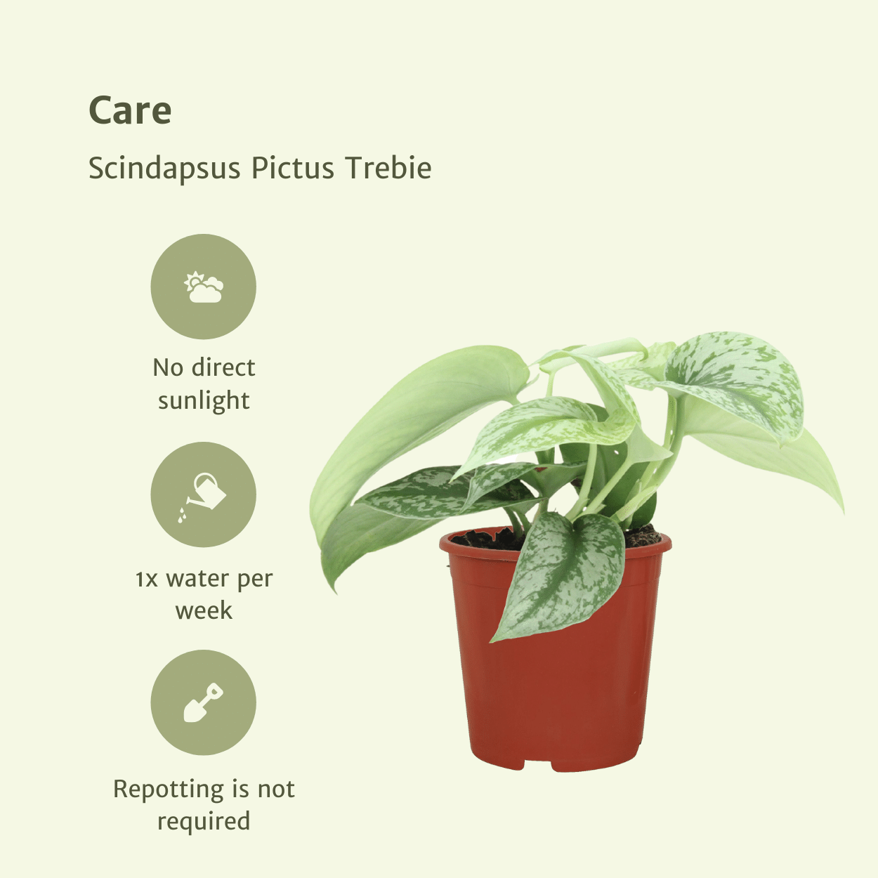 Scindapsus Pictus Trebie – 2er Set, Ø12cm, ca. 15cm Höhe
