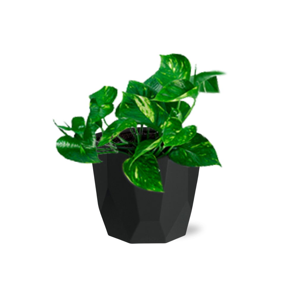 Epipremnum Pinnatum ‘Aureum’ – Pflegeleichte Geldpflanze im schwarzen Design-Topf