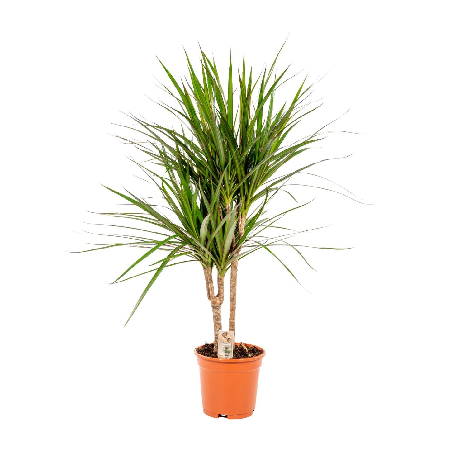 Dracaena Marginata – Pflegeleichter Drachenbaum Ø17cm, 90cm
