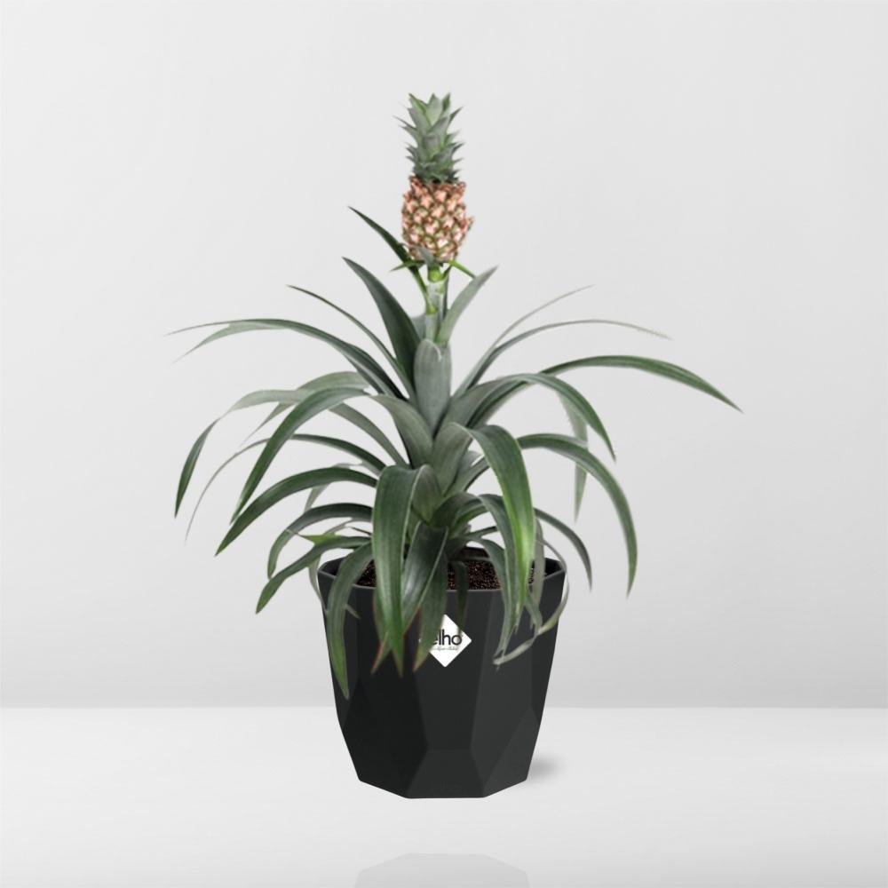 Ananas Mi Amigo – Zier-Ananas in 14 cm Topf schwarz