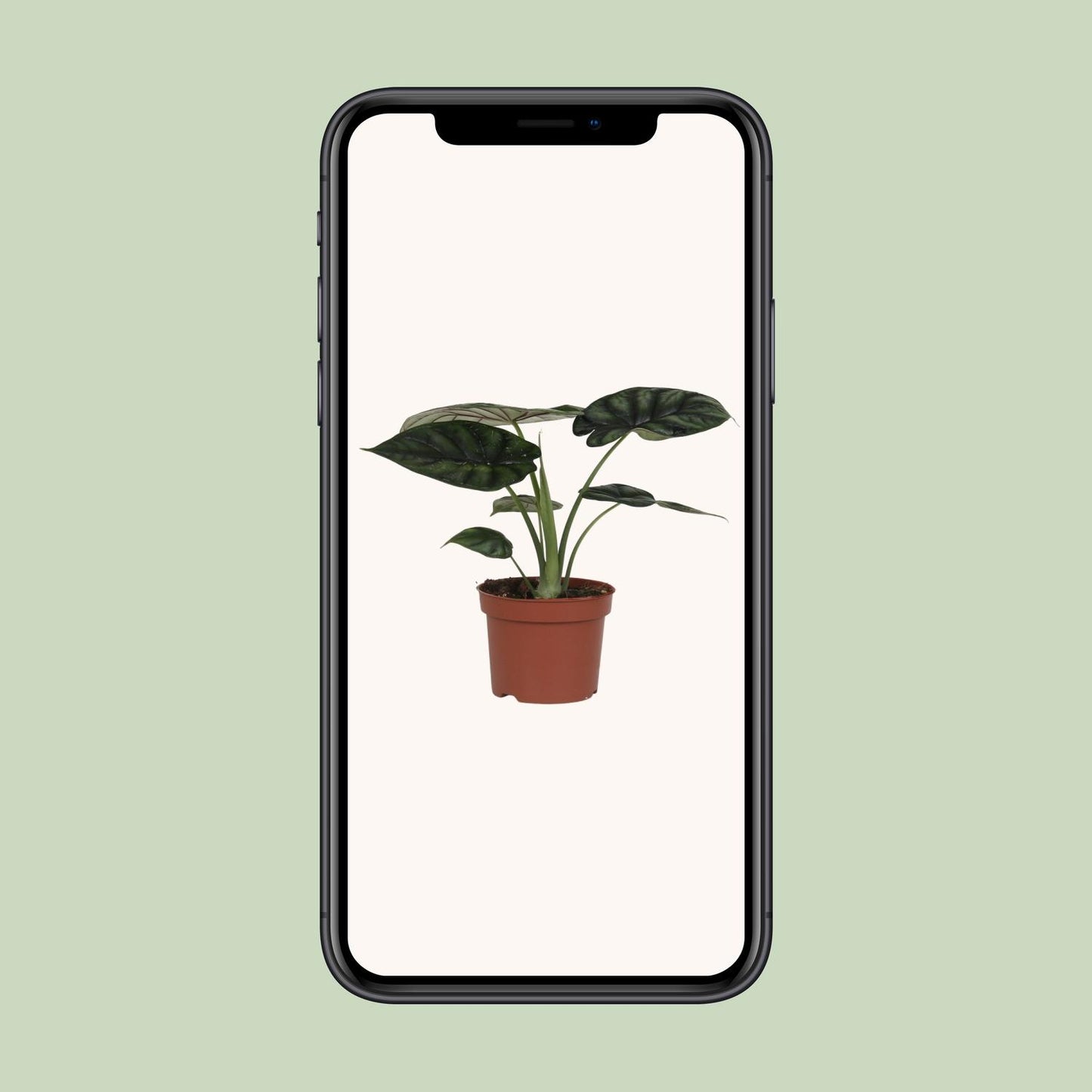 Alocasia Dragon Scale – Pflegleichte XXL-Blattpflanze Ø17cm
