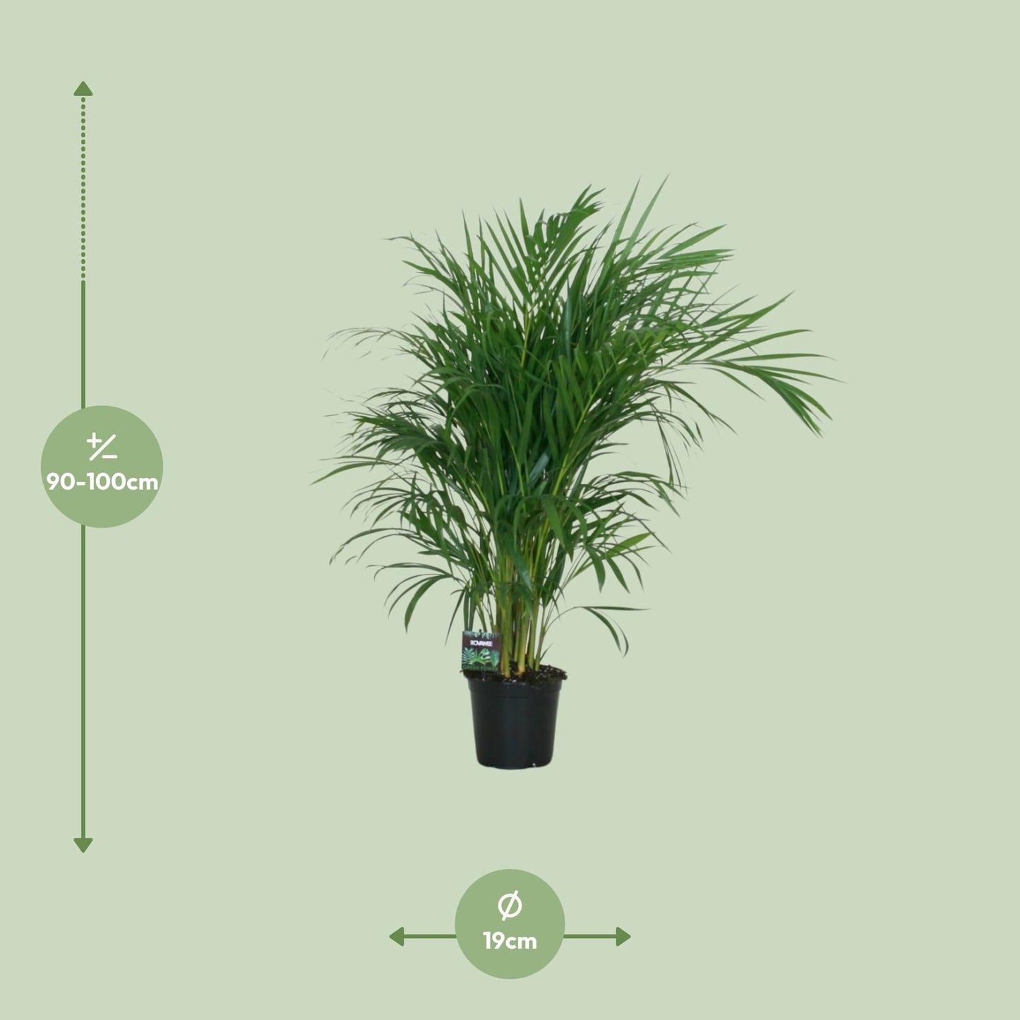 Dypsis Lutescens Bambuspalme 100 cm Ø19 cm