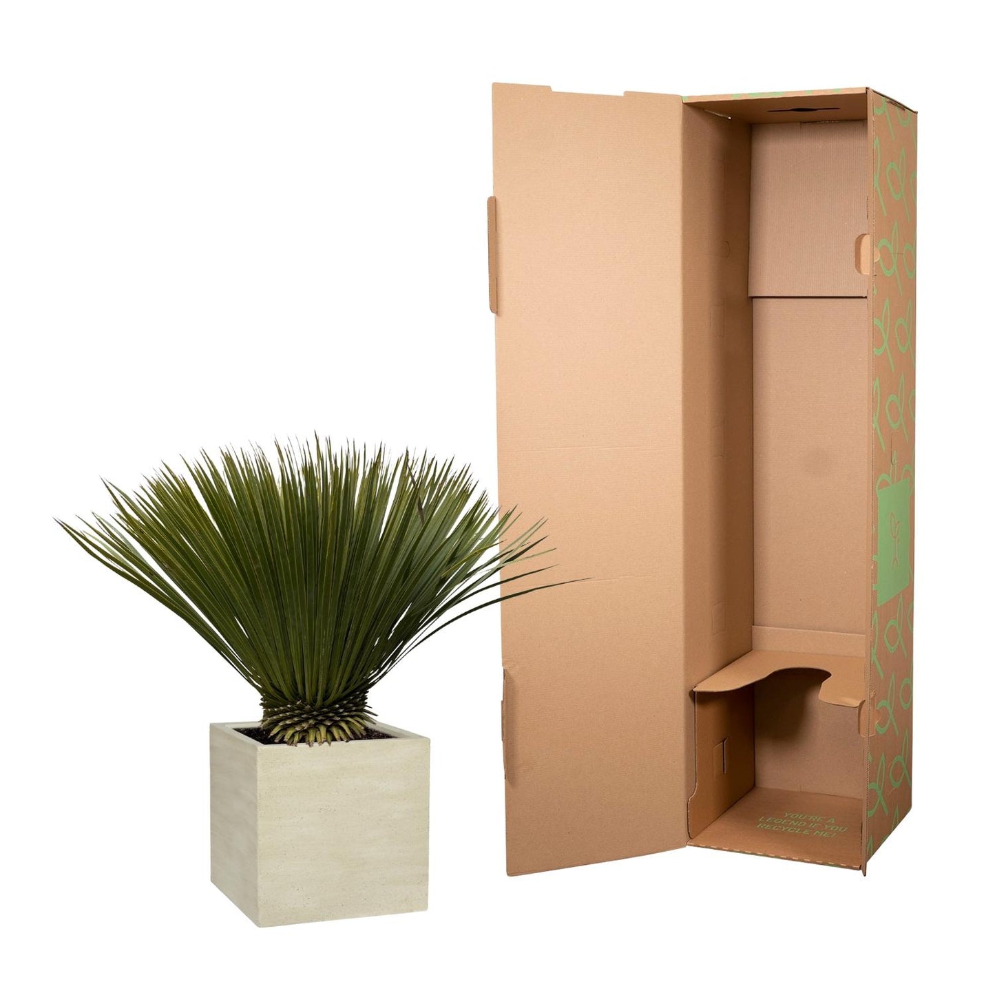 Yucca Rostrata – Stilvolle, pflegeleichte Zimmerpflanze 70 cm