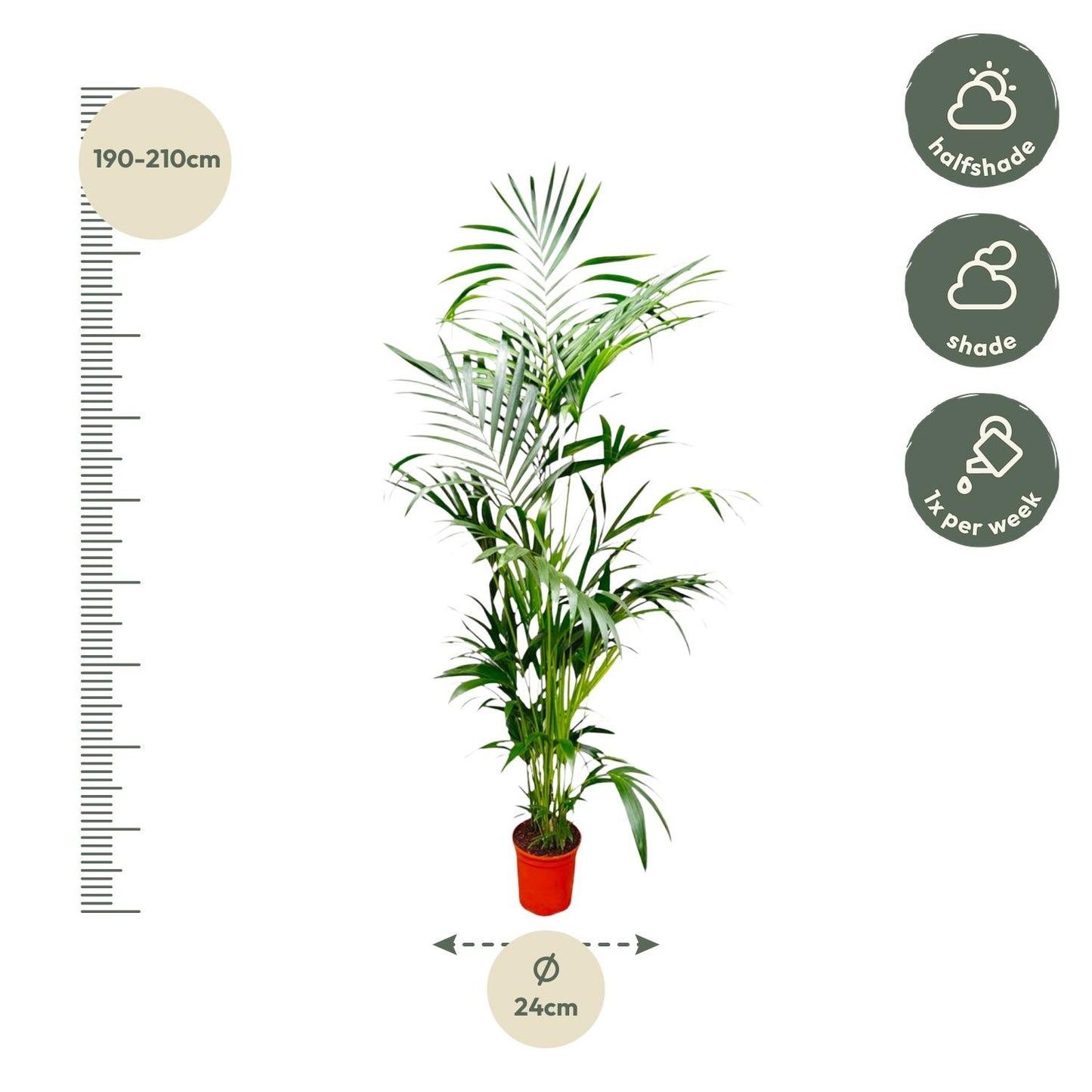 Kentia Palme – Elegante XXL Zimmerpflanze 200 cm