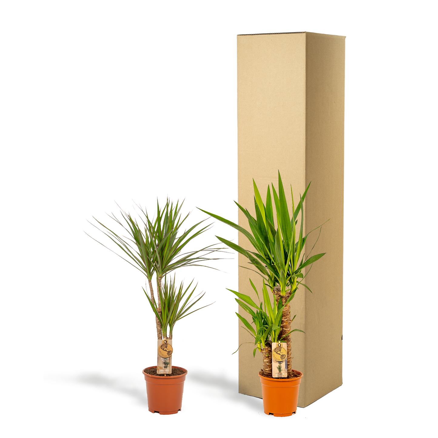 Set Dracaena & Yucca – Exotische XXL Zimmerpflanzen