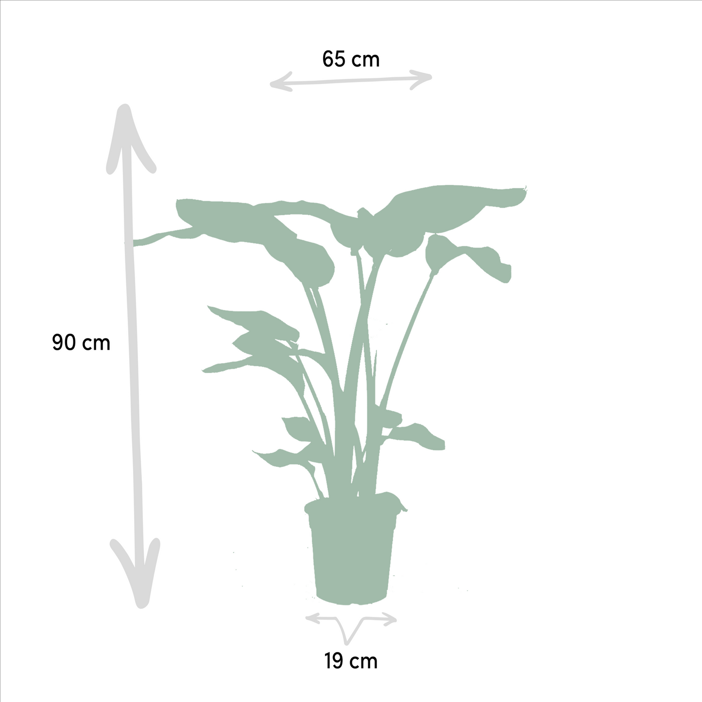 Exklusives Zimmerpflanzen-Set: Monstera, Alocasia & Strelitzia