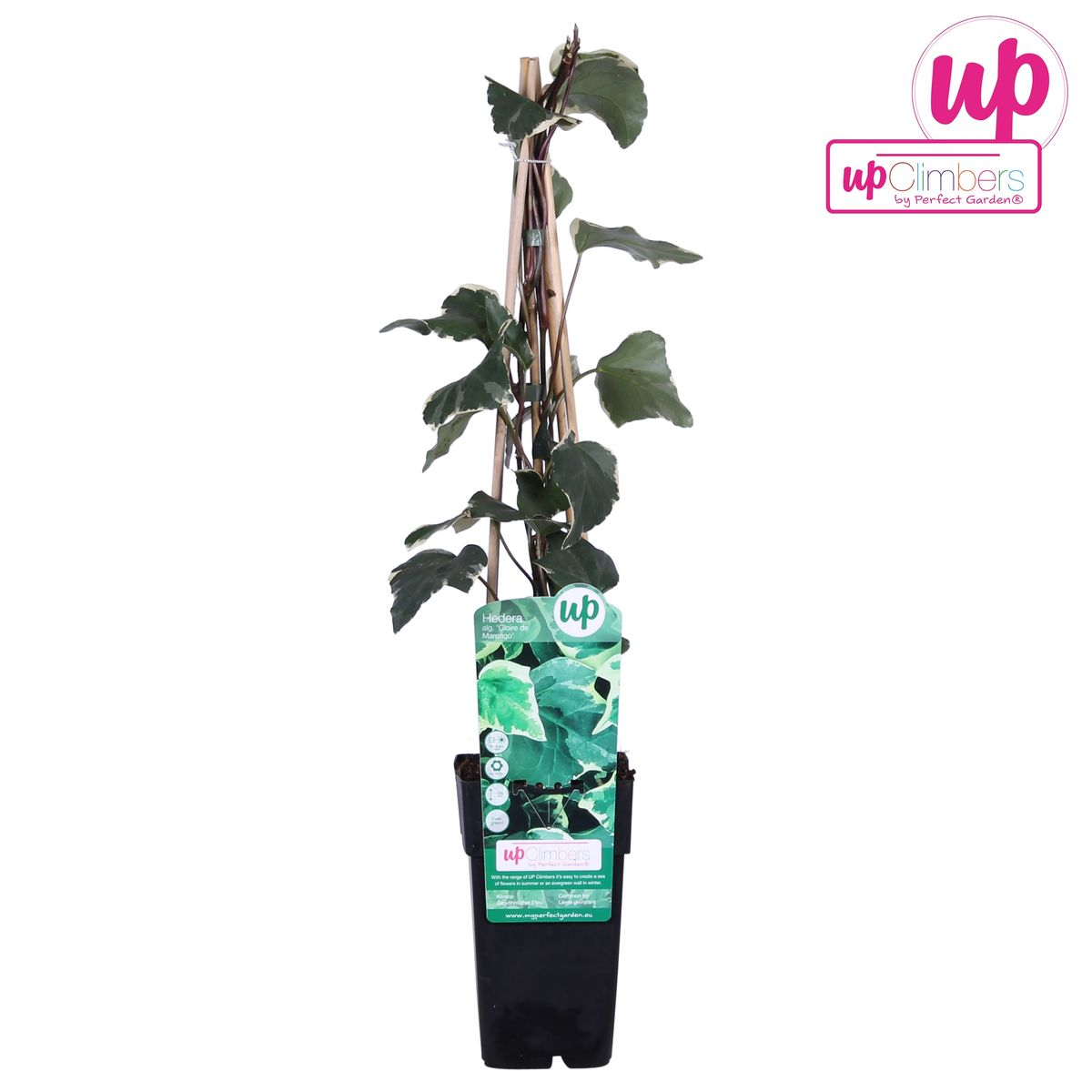 Hedera algeriensis 'Gloire de Maren' – pflegeleichte Kletterpflanze Ø15cm