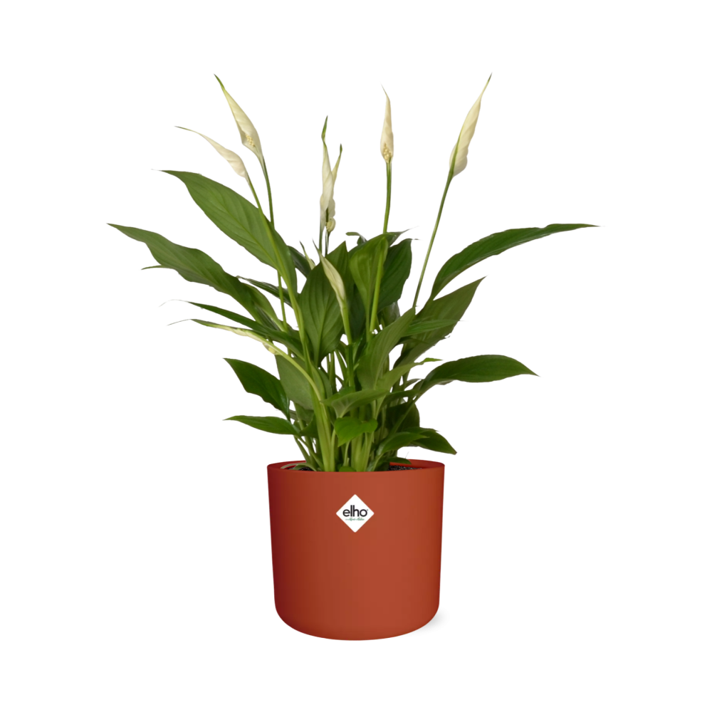 Friedenslilie Spathiphyllum 12 cm im ELHO b.for soft Rond Topf