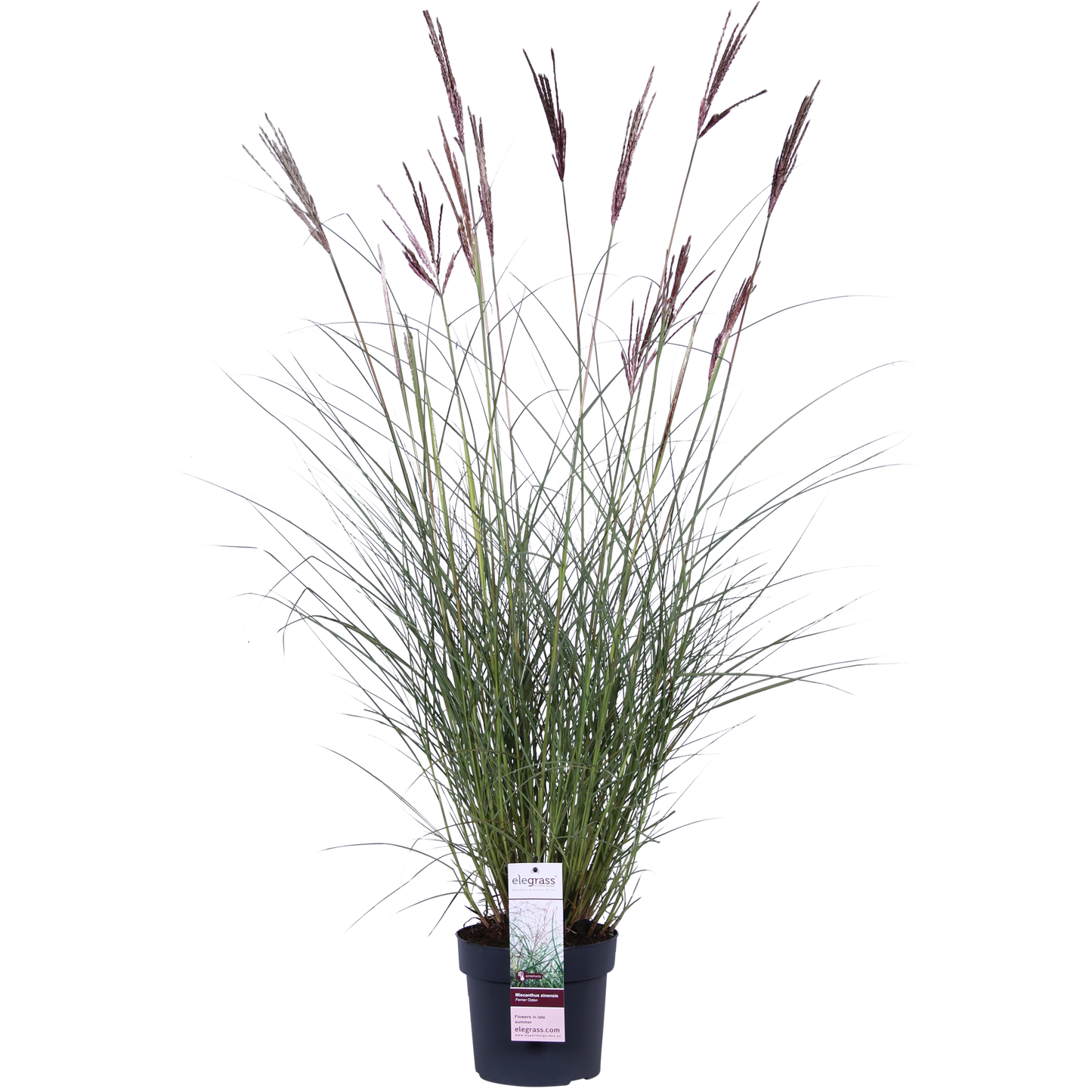 Miscanthus sinensis Ferner Osten – Dekoratives Ziergras Ø19cm