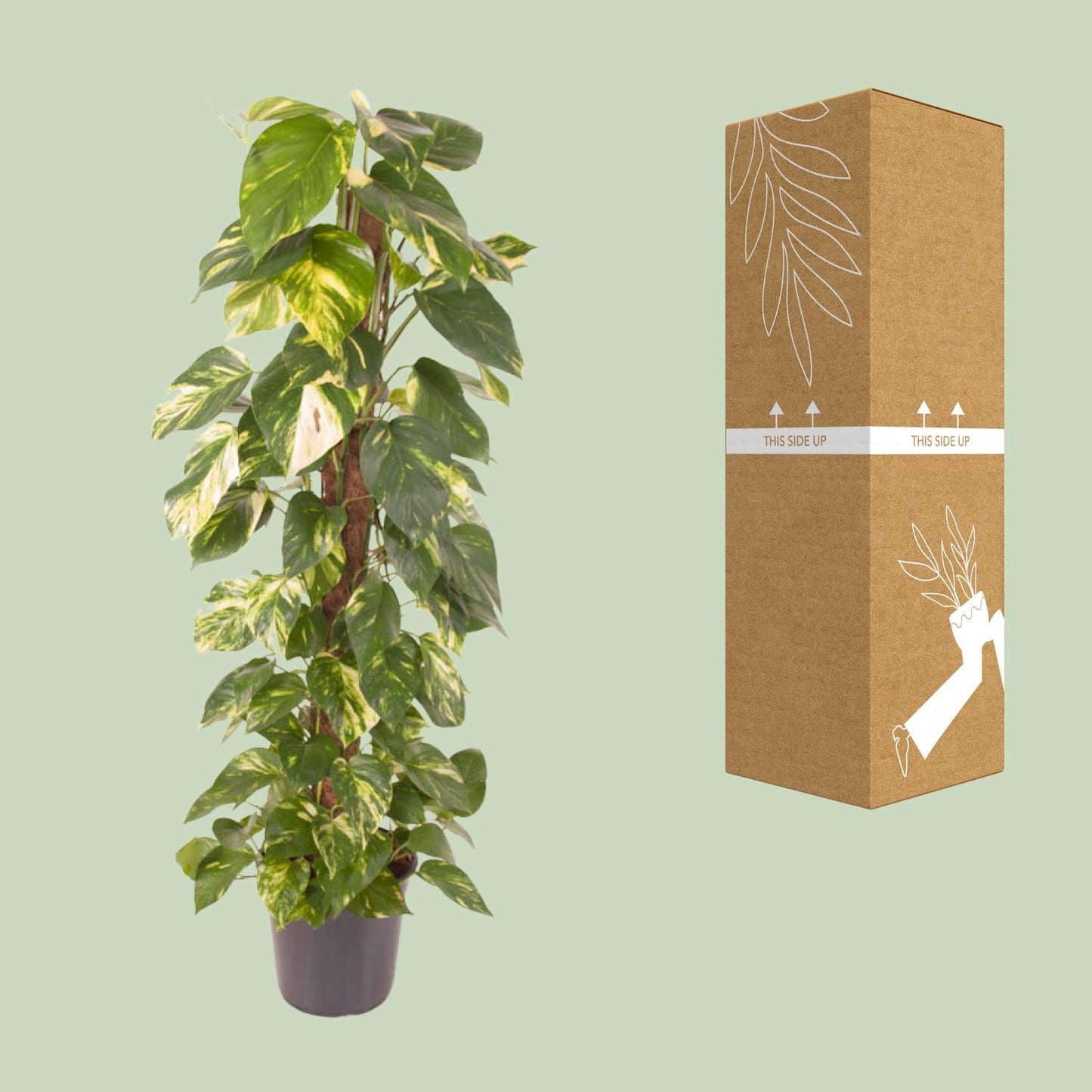 Epipremnum Pinnatum – Goldene Efeutute Ø24cm, 120cm hoch